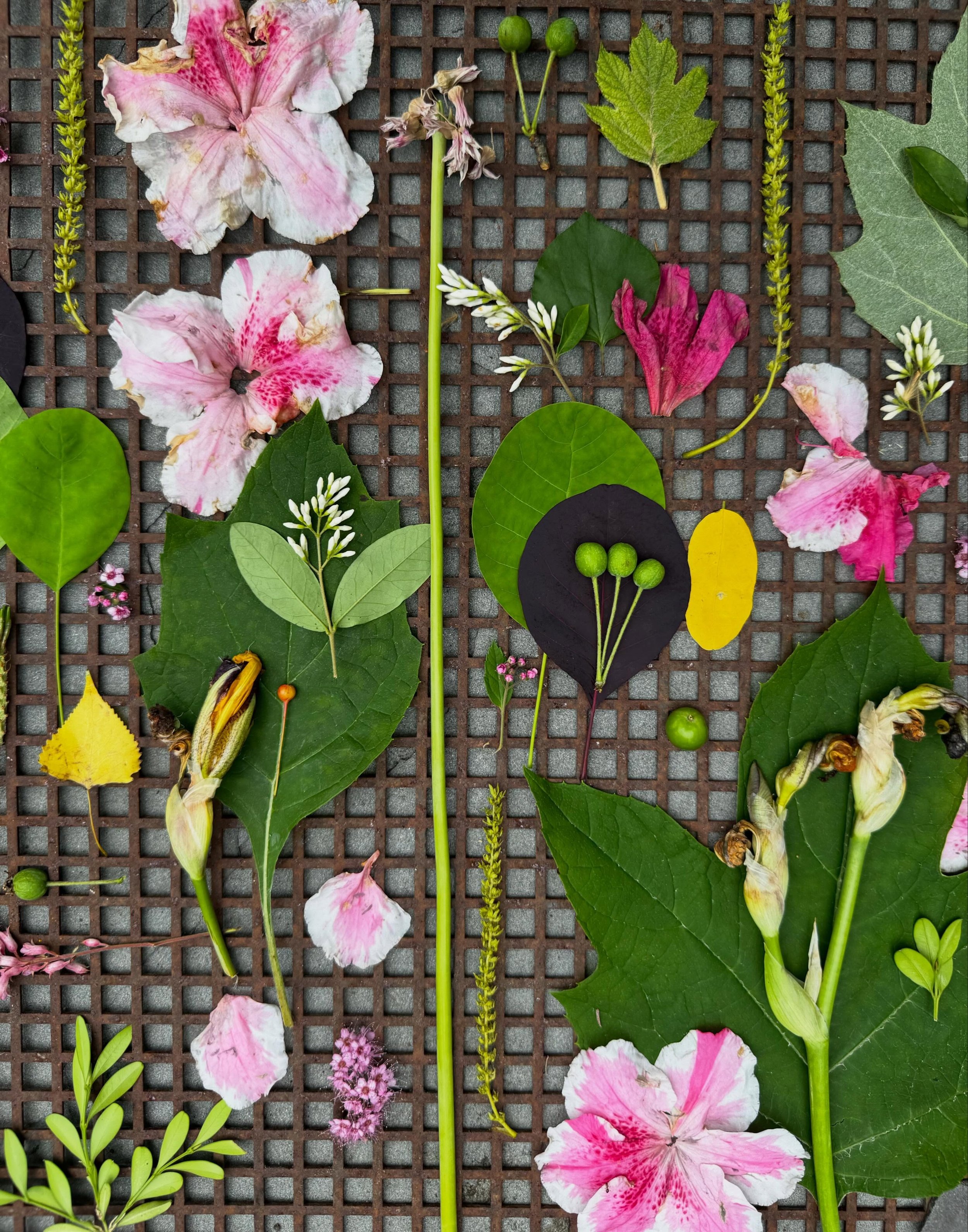 What to do with a found grate? #dogwalkdiarynyc #thingsifind #treasurehunter #botanicalart #inspiredbynature_