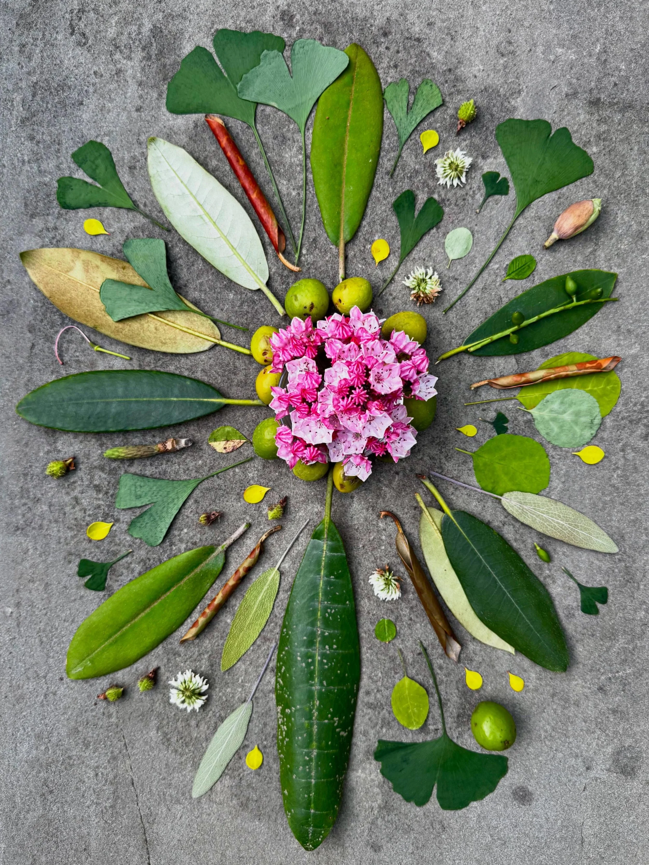 On a walk, my husband came across a gorgeous little sprig of mountain laurel buds in the road. He put them in a bowl on our table&mdash;which inspired me to take them outside and celebrate them a bit more. The flowers are like sticky pink snowflakes 