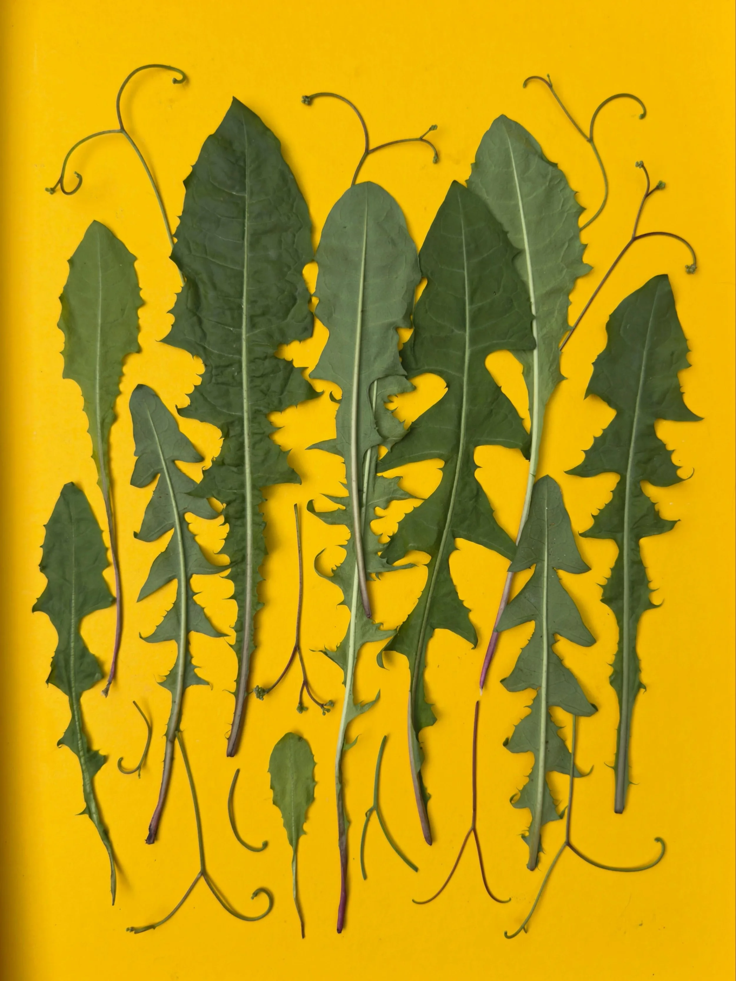 Dandelion forest in a box top with a hidden yellow lining. #dogwalkdiarynyc #botanicalart #flatlaytoday #dandeliongreens #inspiredbynature_