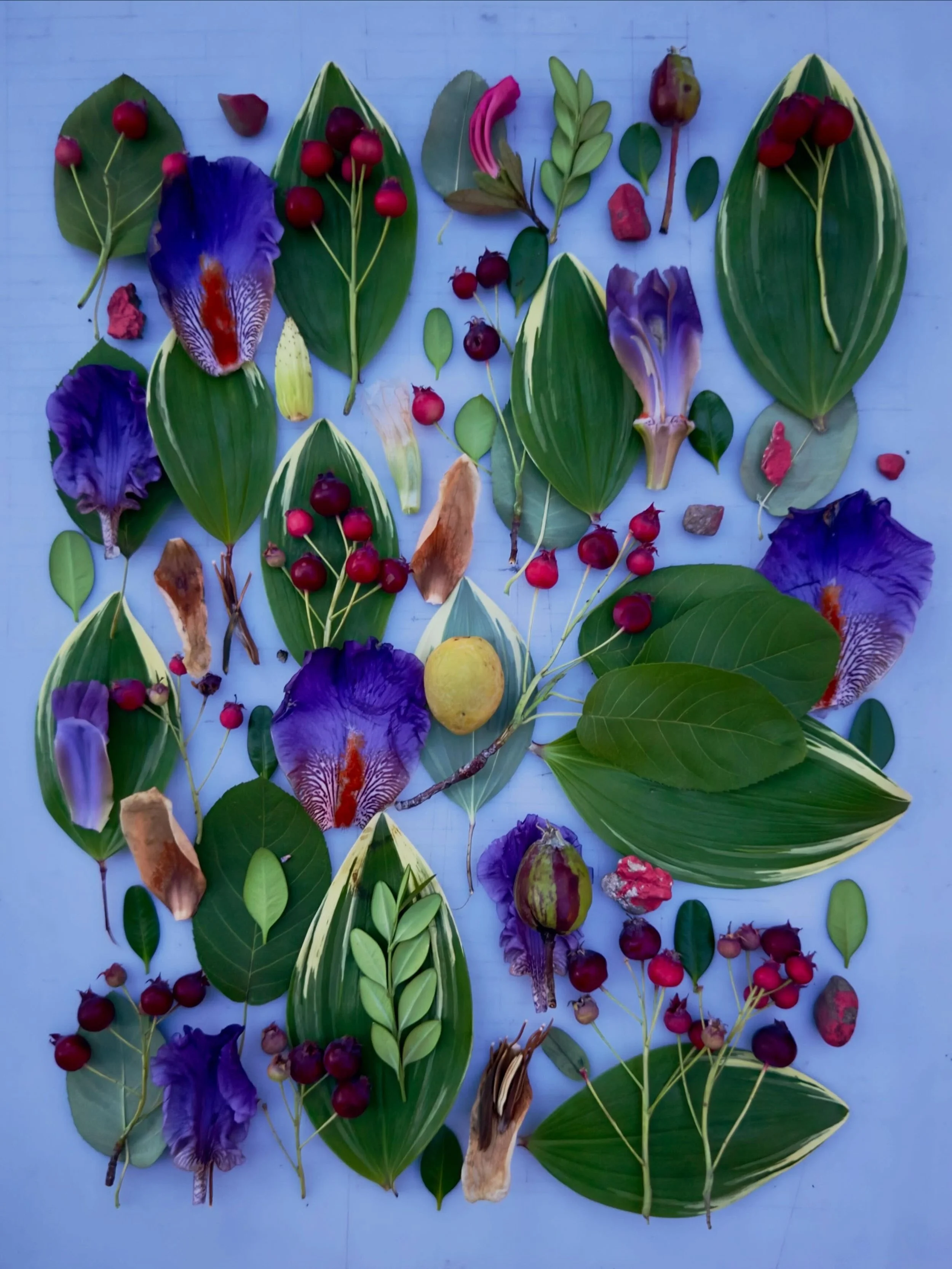Service berries, Solomon&rsquo;s seal, and iris petals at dusk. #dogwalkdiarynyc #botanicalart #natureflatlays #lowlightphotography #dailyart