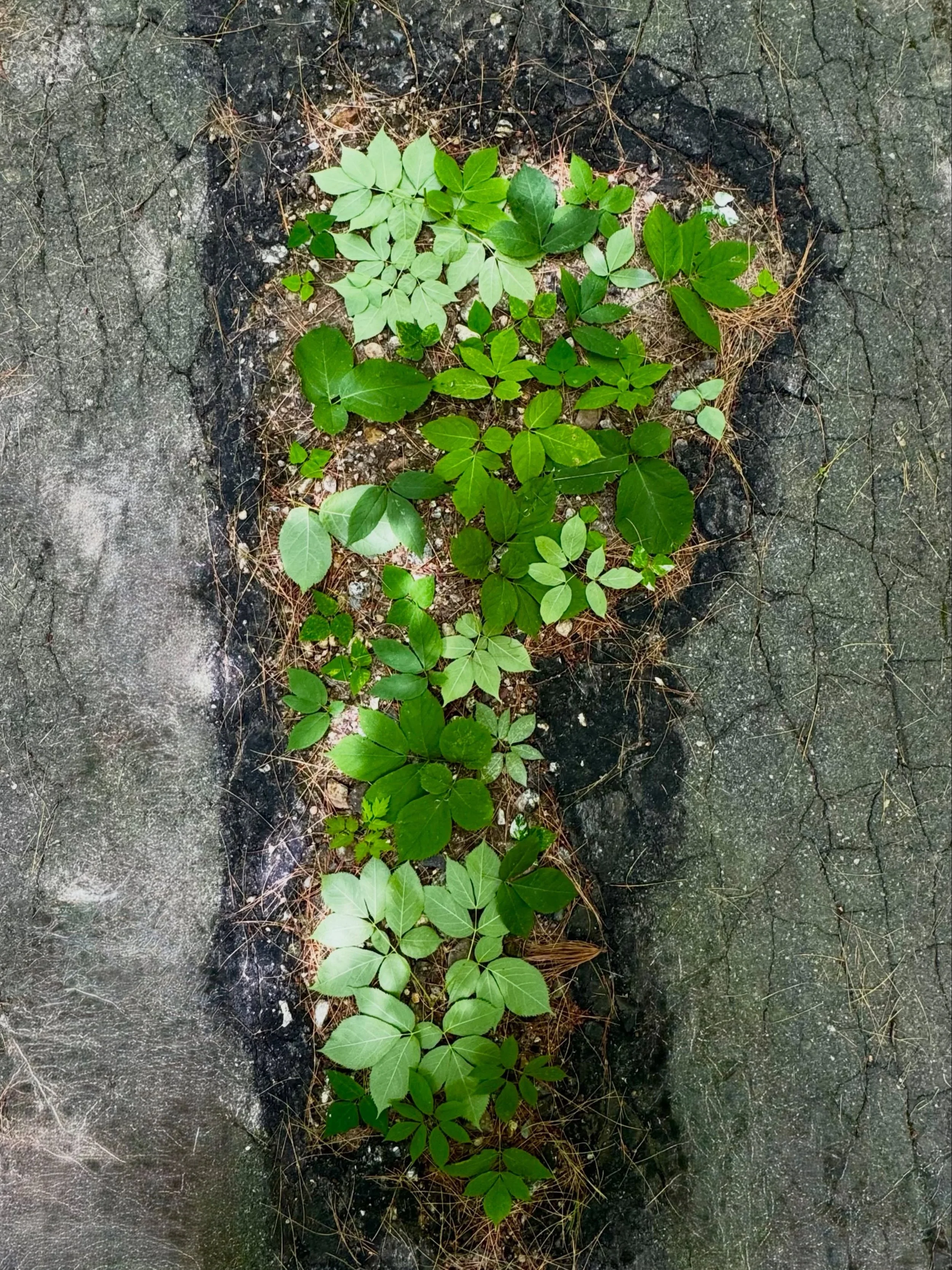 Middle of the road. #dogwalkdiarynyc #squamlake #artandnature #shadesofgreen #nothingisordinary_