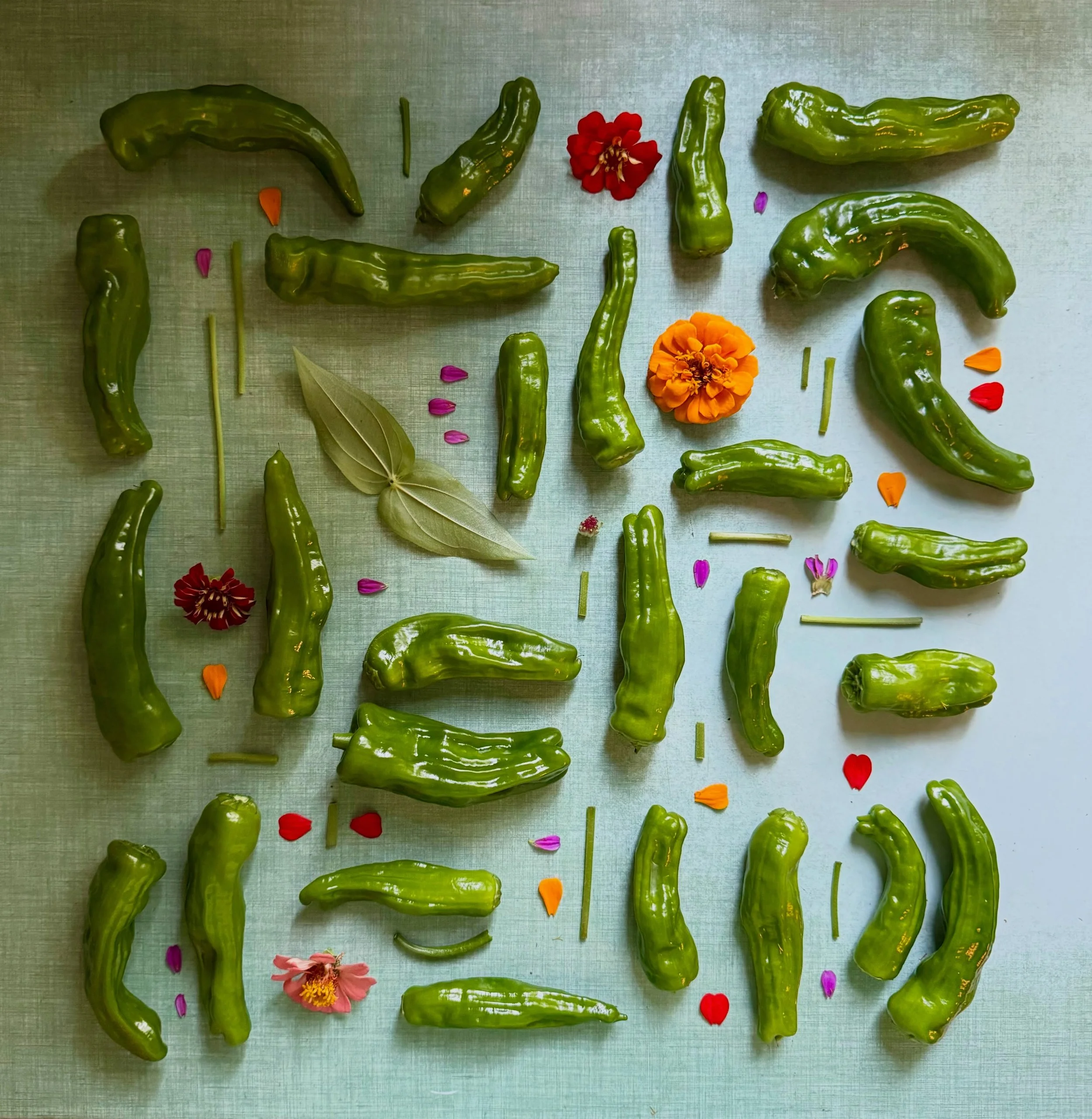 Kitchen counter chronicle: Ted&rsquo;s shishito peppers and zinnias grew like crazy while we were away. #dogwalkdiarynyc #everydaybronx #natureflatlays #shishitopeppers #vintagekitchen