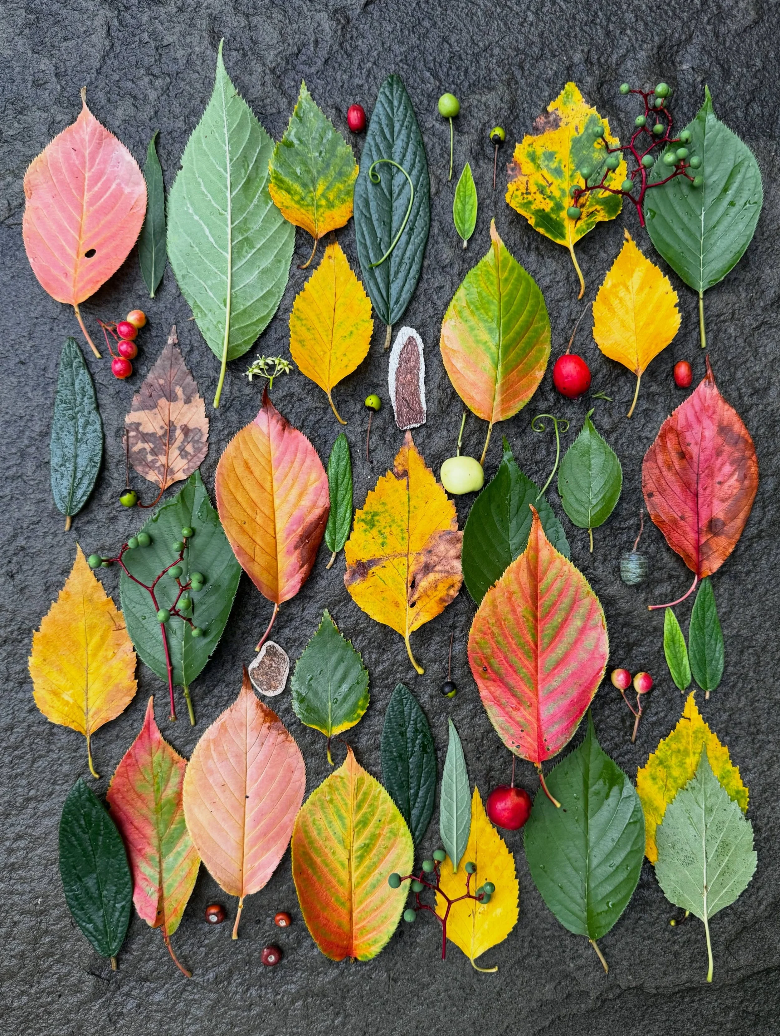 The spring blossoms get all the attention, but I love Japanese cherry leaves in July. #dogwalkdiarynyc #flatlayoftheday #botanicalart #leaflove #signsoffall