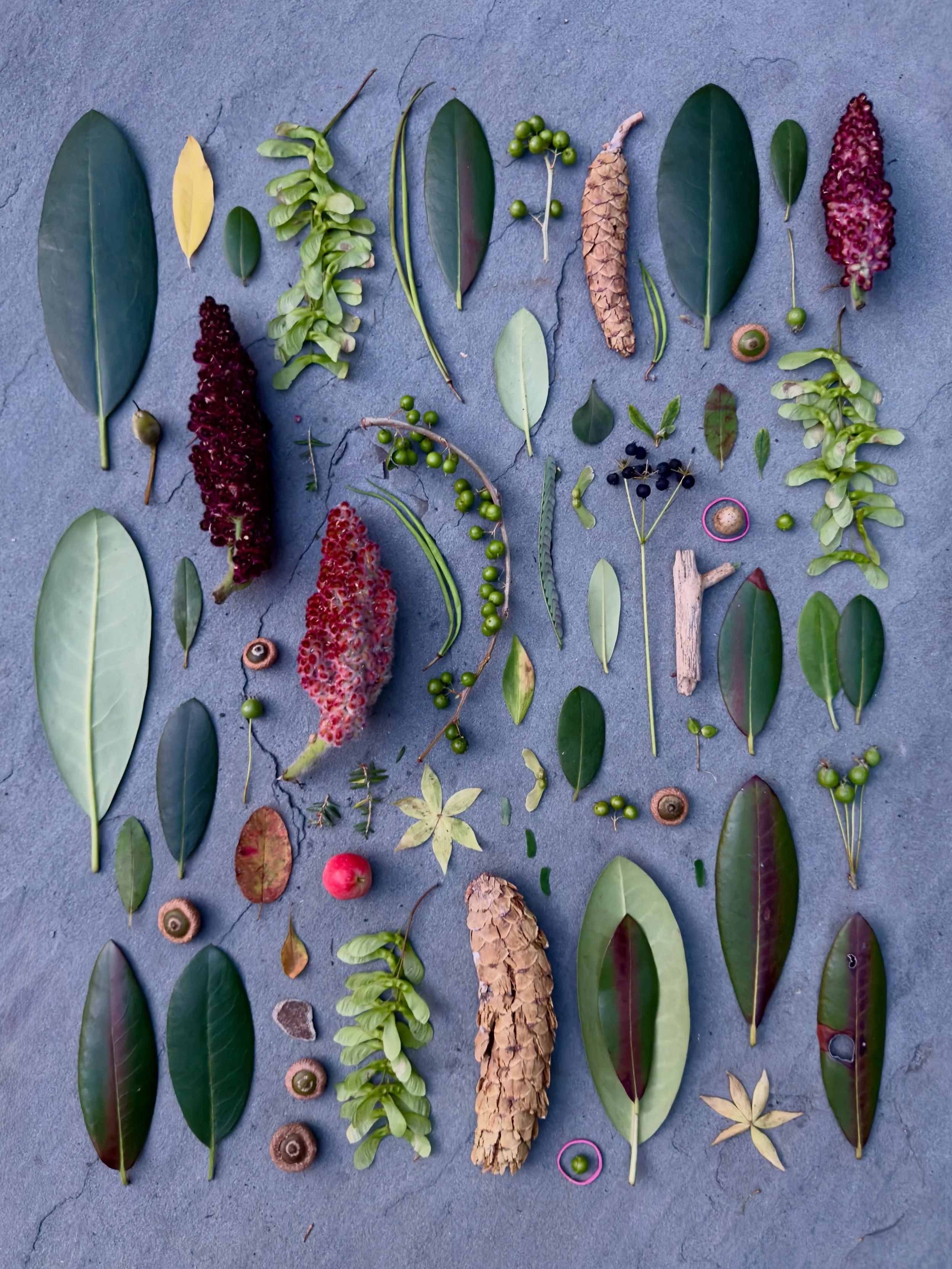 A few things traveled home with me from NH, including a roadkill pinecone that I picked up on a lovely stroll with Nell Scovell, some Squam Lake sumac pods, and the rubber bands from a bunch of scallions. #dogwalkdiarynyc #naturecollection #flatlayfr