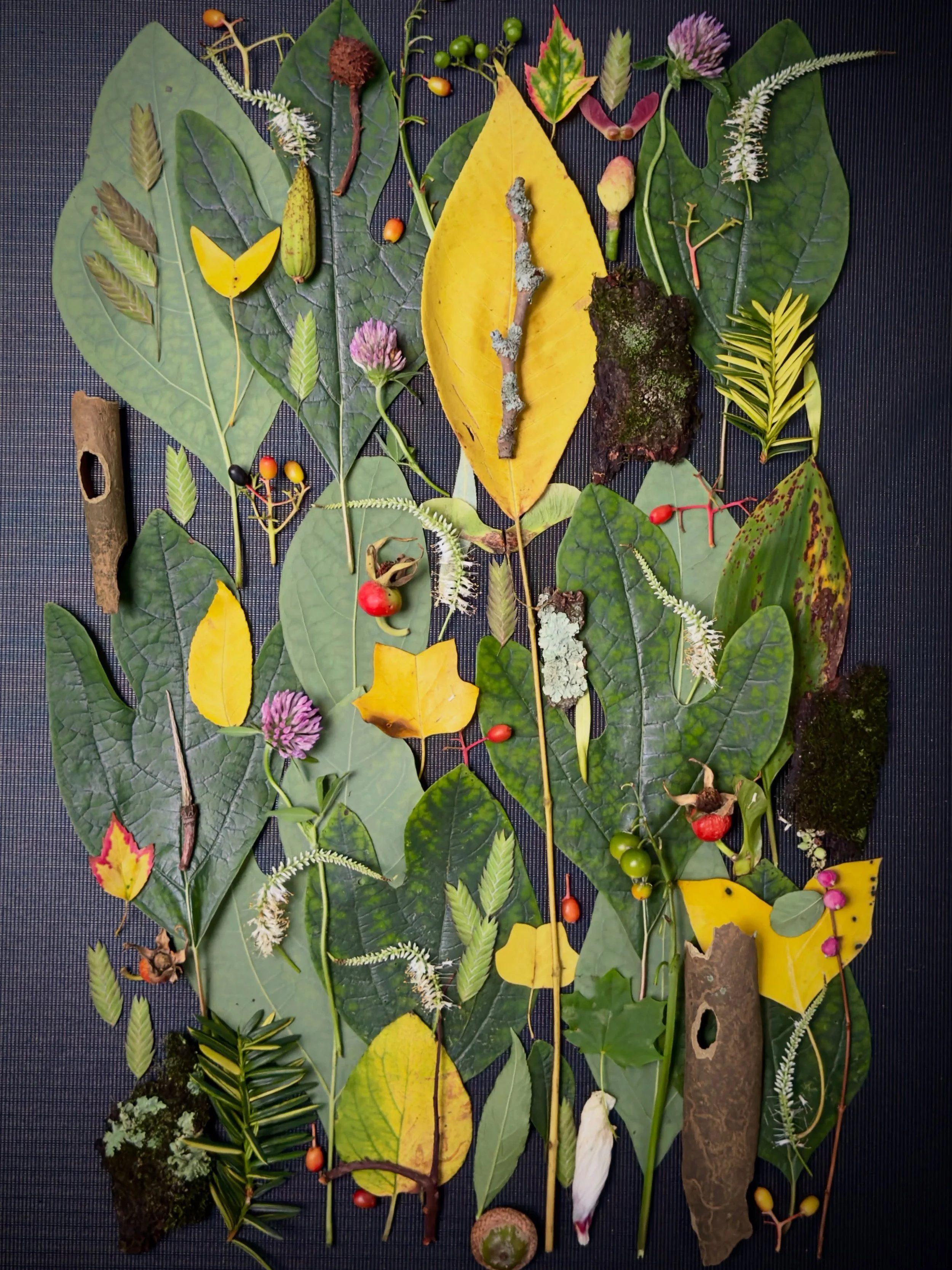 Sassafras and friends for my pal Missy. #dogwalkdiarynyc #birthdaygreetings #dailycollage #artandnature #lookdownclub