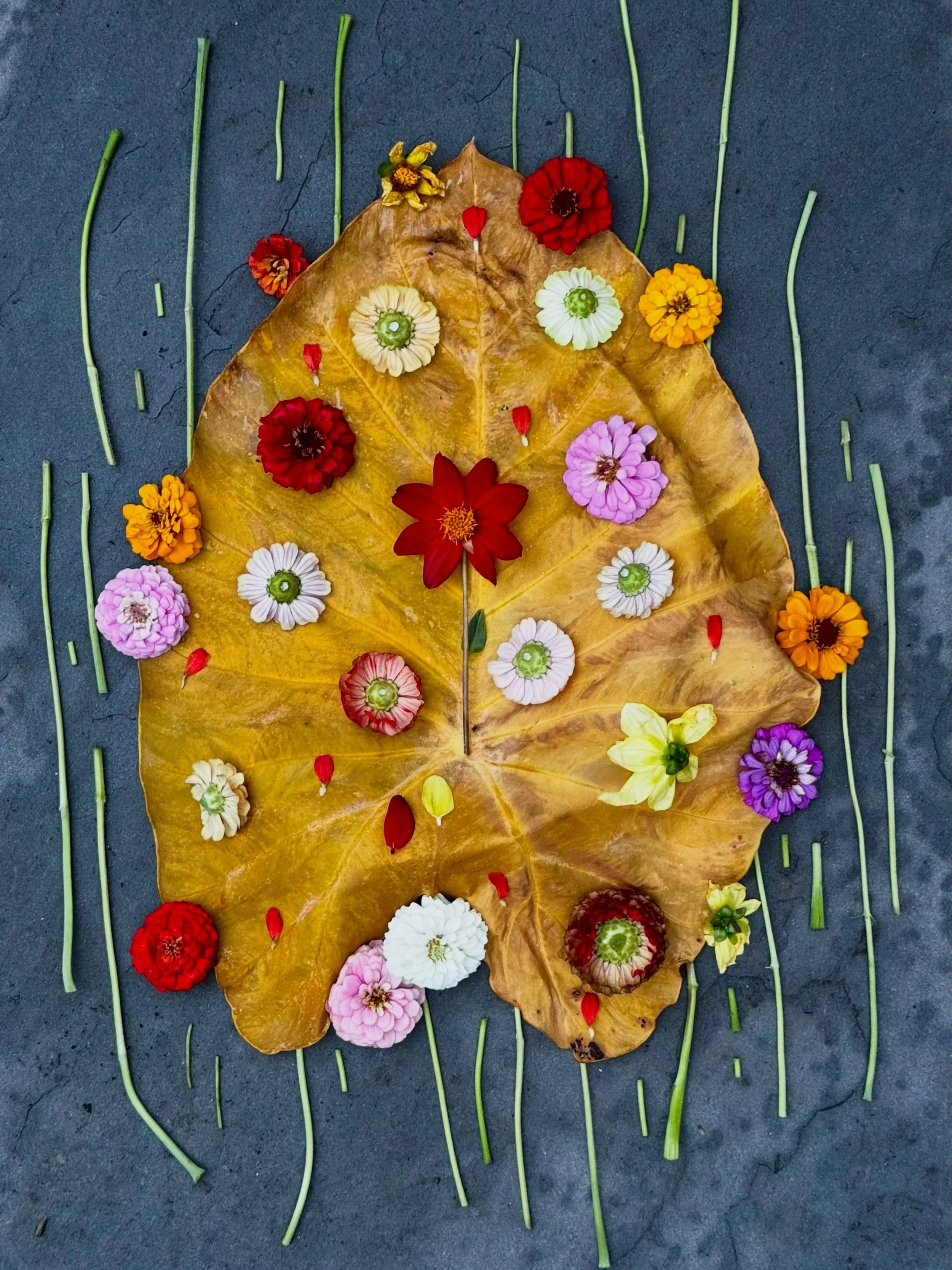 Funeral for an expired elephant ear leaf starring my husband&rsquo;s zinnias. #dogwalkdiarynyc #botanicalart #leafart #assemblageart 

The zinnias are straight out of the garden&mdash;my husband keeps clipping them so more grow. He grows them from se