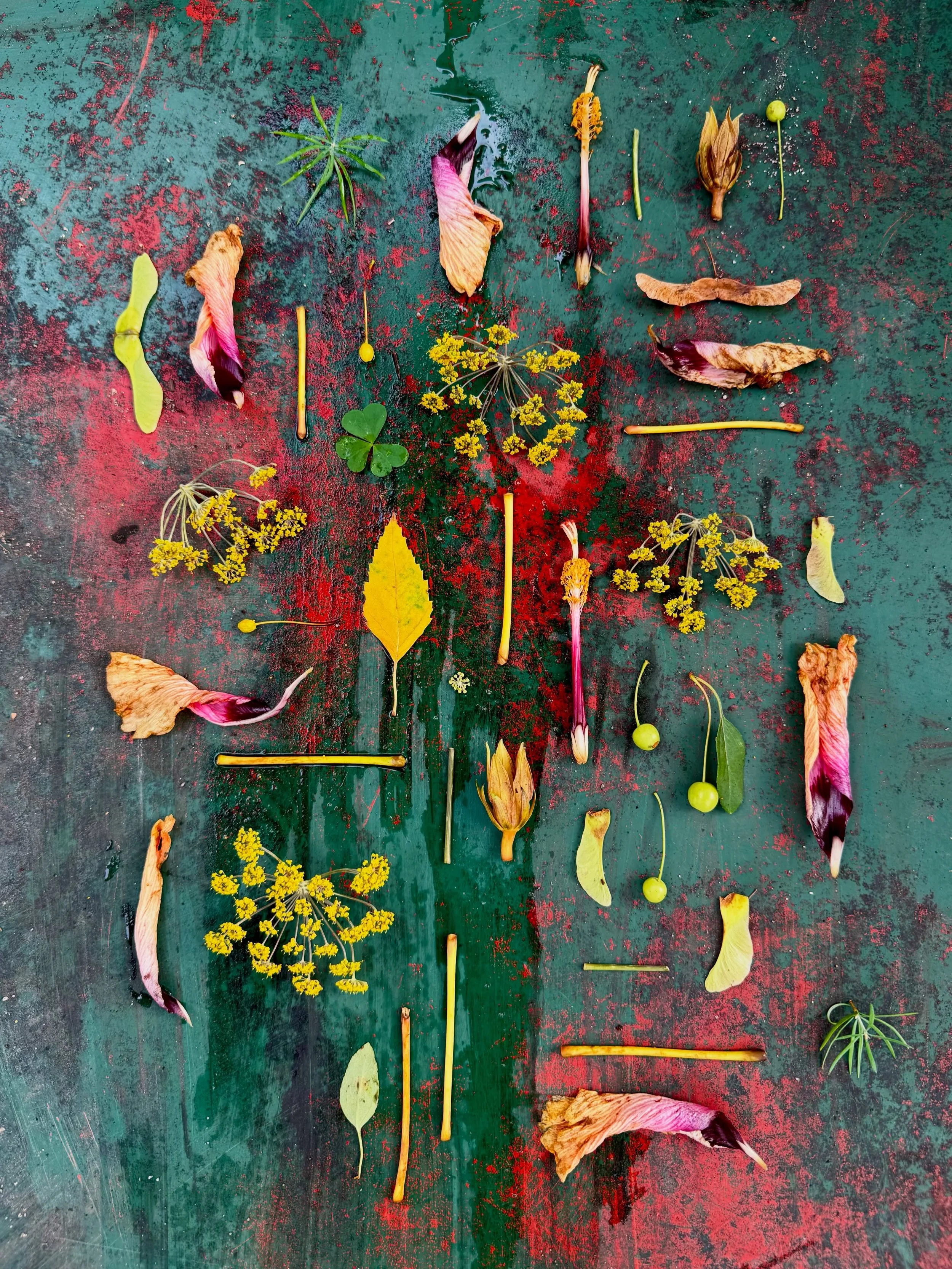 The basement bulkhead next door, a continuing adventure. With thanks to Gail and Dan for preserving the painterly patina on the doors! They look their best post-rain. #dogwalkdiarynyc #flatlayfriday #botanicalart #streetart #nothingisordinary 

Honey