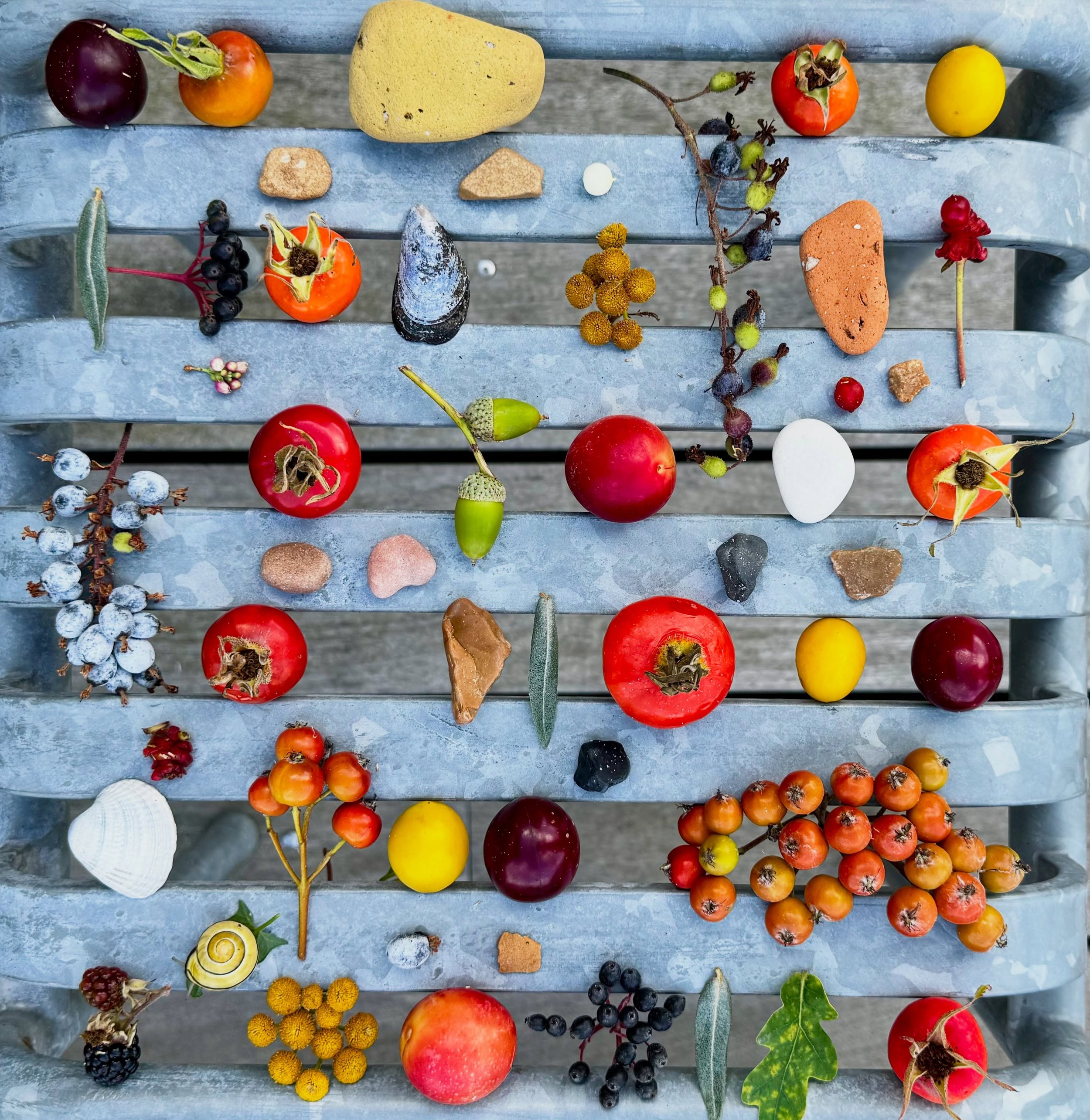 Rose hips, sea brick, and berries everywhere. #dogwalkdiarynyc #denmark #northzealand #beachfinds #natureflatlays