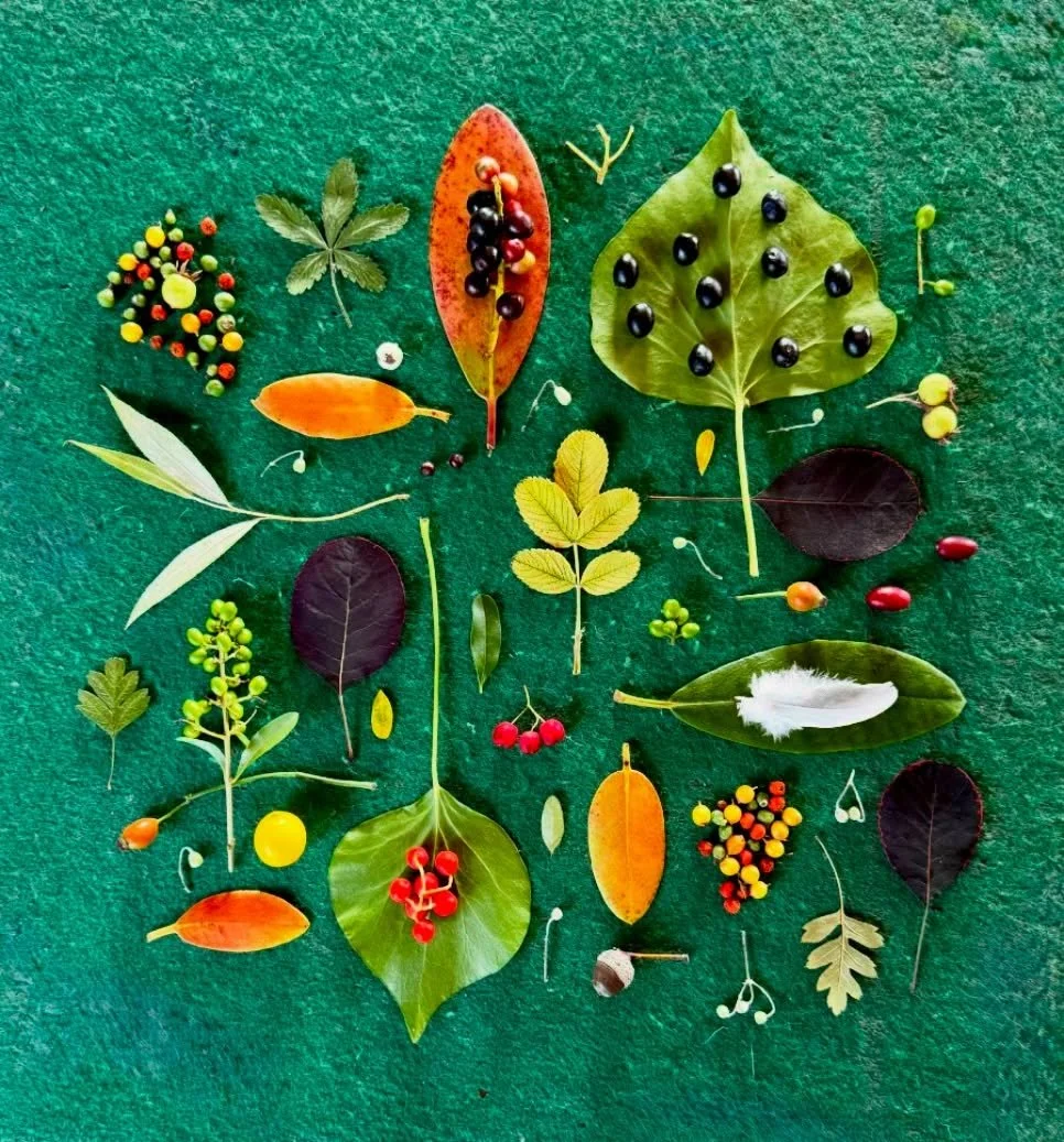 Start of September greetings on the felt back of an old wooden chessboard. I was pretending these berries were pool balls! #dogwalkdiarynyc #botanicalart #natureflatlays #tisvilde #rabbitrabbitrabbit