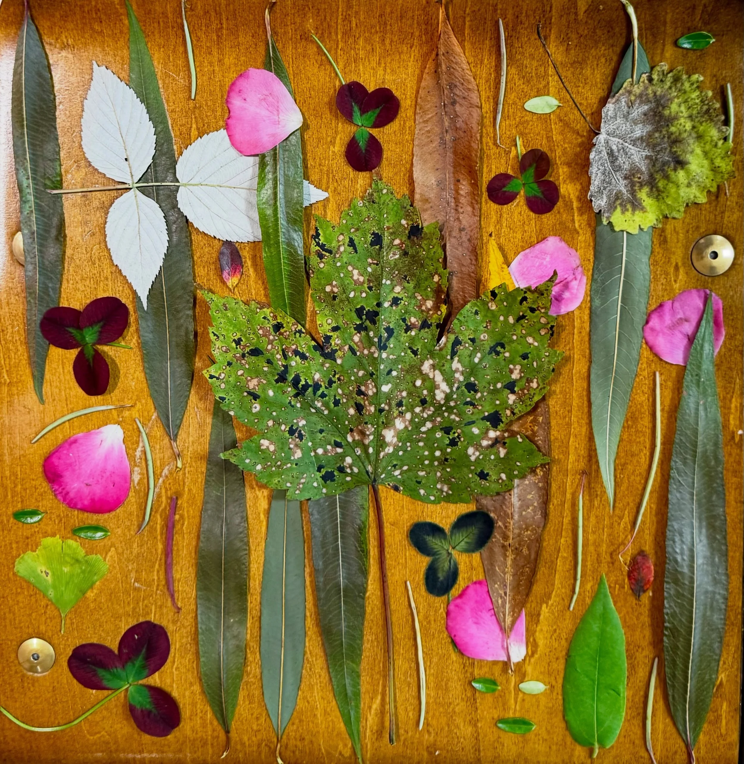 Airport art therapy after a wonderful time in Denmark and Norway: I arrived at my gate stressed from a long wait in the rain for a hired taxi that failed to show. Fortunately, I had a magazine stuffed with leaves to help me calm down. And no one even