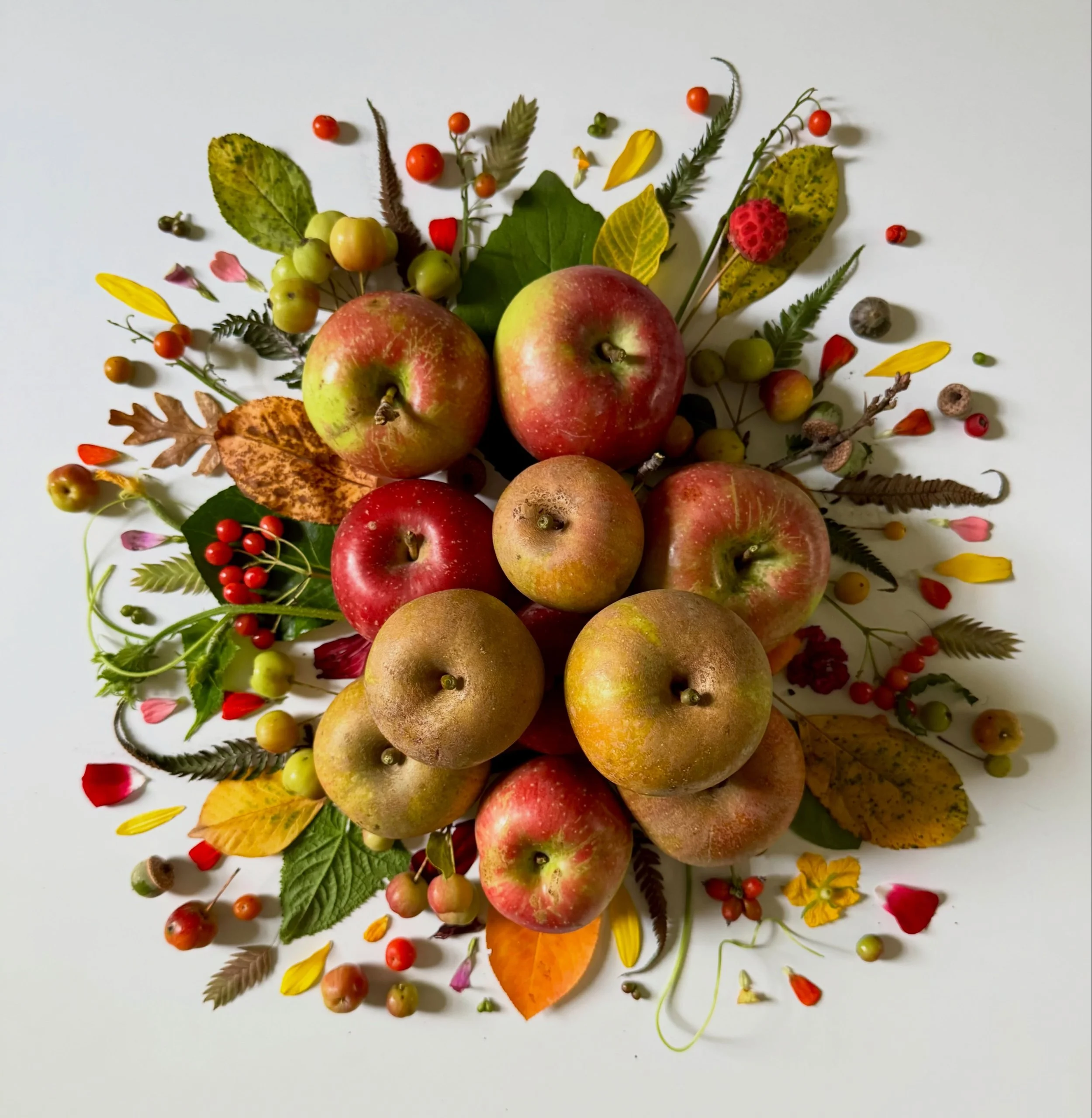 Home again with Honey. These are the spoils from our first adventure: someone had to pick a few of these apples! Created on our kitchen table, zinnia petals courtesy of my husband&rsquo;s garden&mdash;I pilfer discriminately. #dogwalkdiarynyc #heirlo