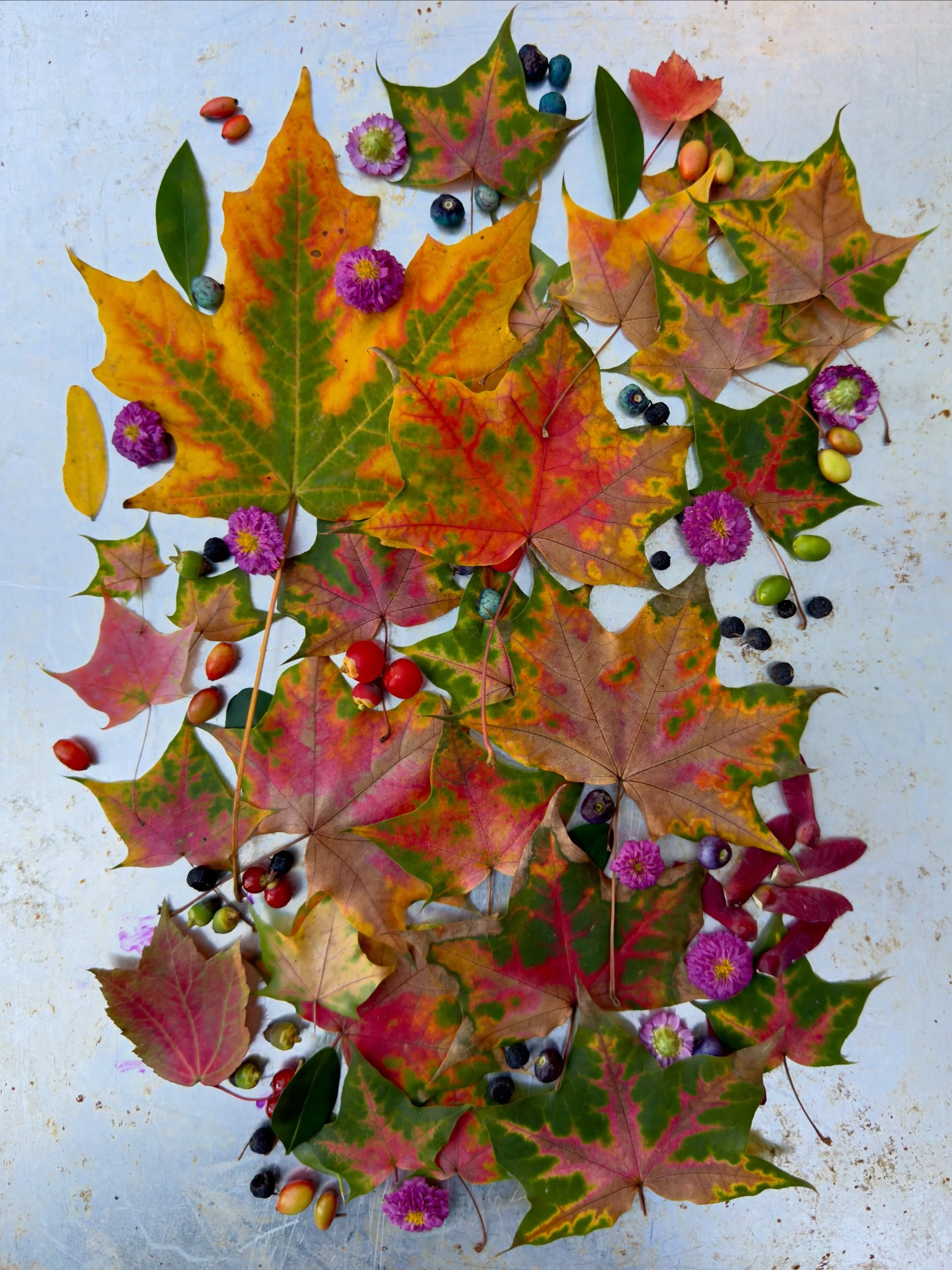 Norway maples, great and small, on a baking sheet. #dogwalkdiarynyc #fallcolor #leafart #fortheloveofleaves_ #rustlord_nature