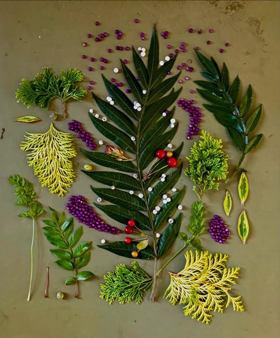 Winged sumac, beauty berry, bayberry, and hinoki cypress, all gathered on a short stroll with my eagle-eyed friend Kate Green. #dogwalkdiarynyc #everydaybronx #botanicalart #natureflatlays #usewhatyouvegot
