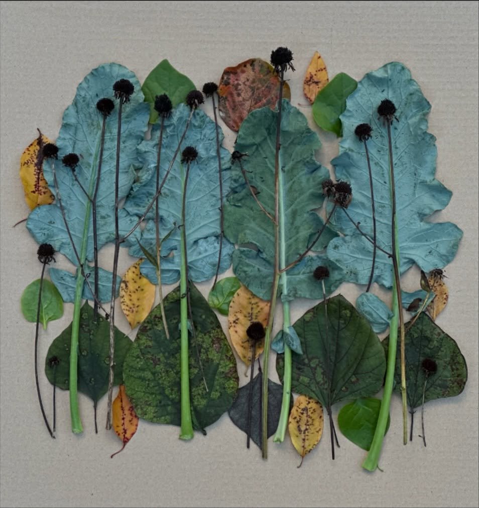 Leafy greens, kudzu, and flower heads. #dogwalkdiarynyc #botanicalart #natureflatlays #eatyourcolors #spreadnaturelove