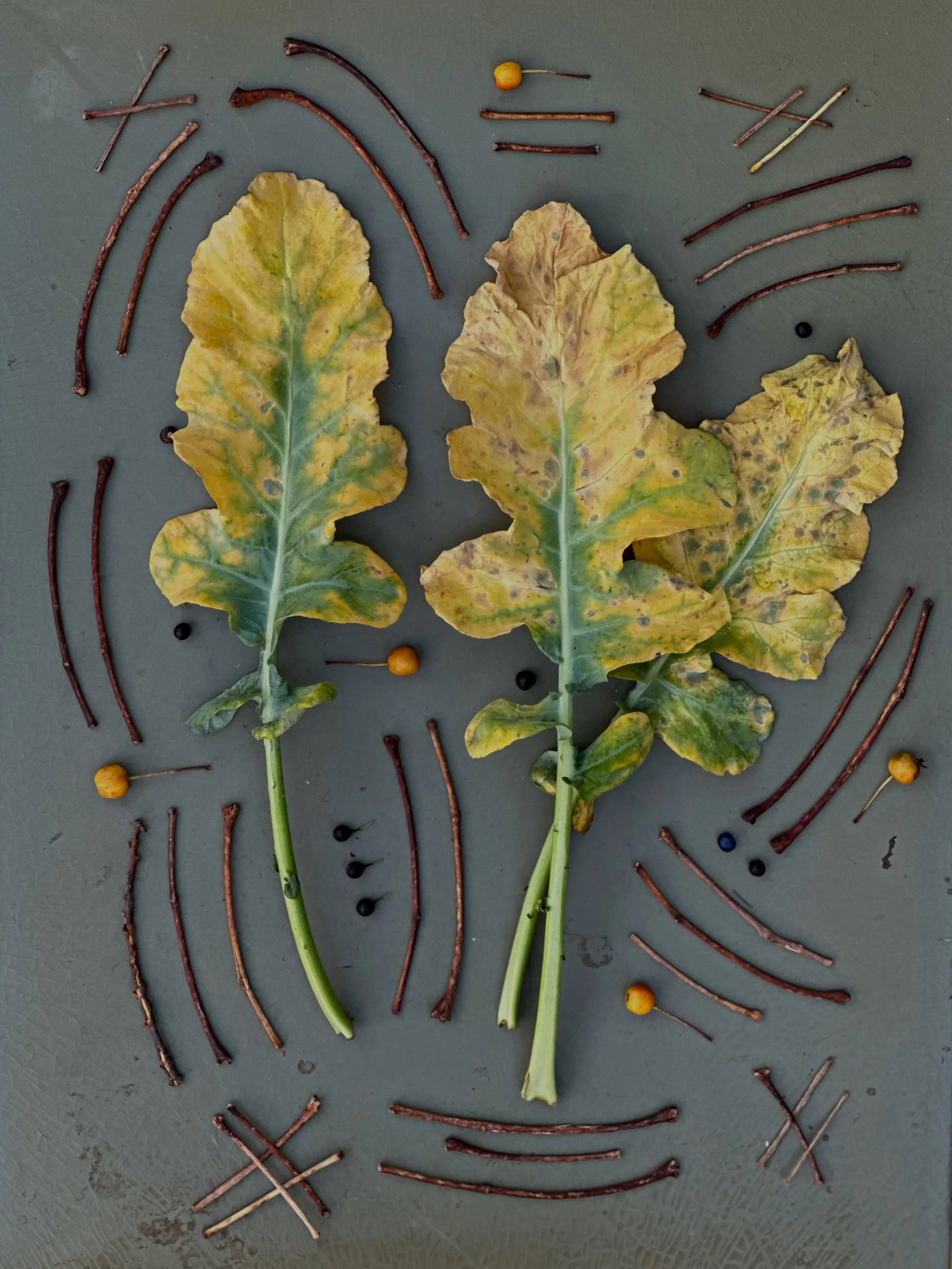 Ode to old broccoli leaves. #dogwalkdiarynyc #botanicalart #flatlayfriday #eatyourcolors #nothingisordinary_nature