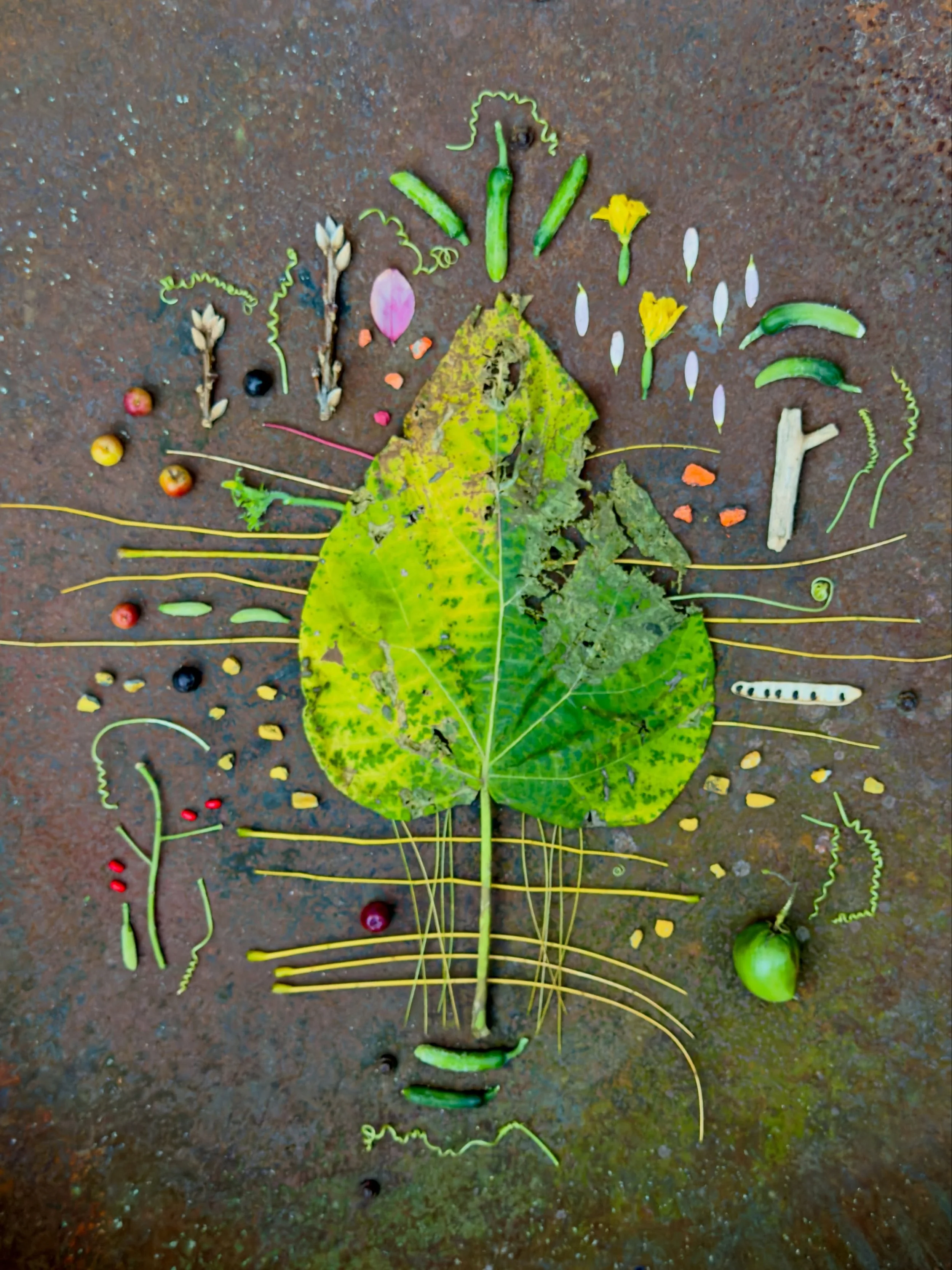 Ragged paulownia leaf in our forgotten fire pit. Photographed in the newly cleared-out side alley where my husband grows cucumbers and tomato hence the remnants. #dogwalkdiarynyc #thingsifind #botanicalart #rustlord_nature #ephemeralartjourneysdaily