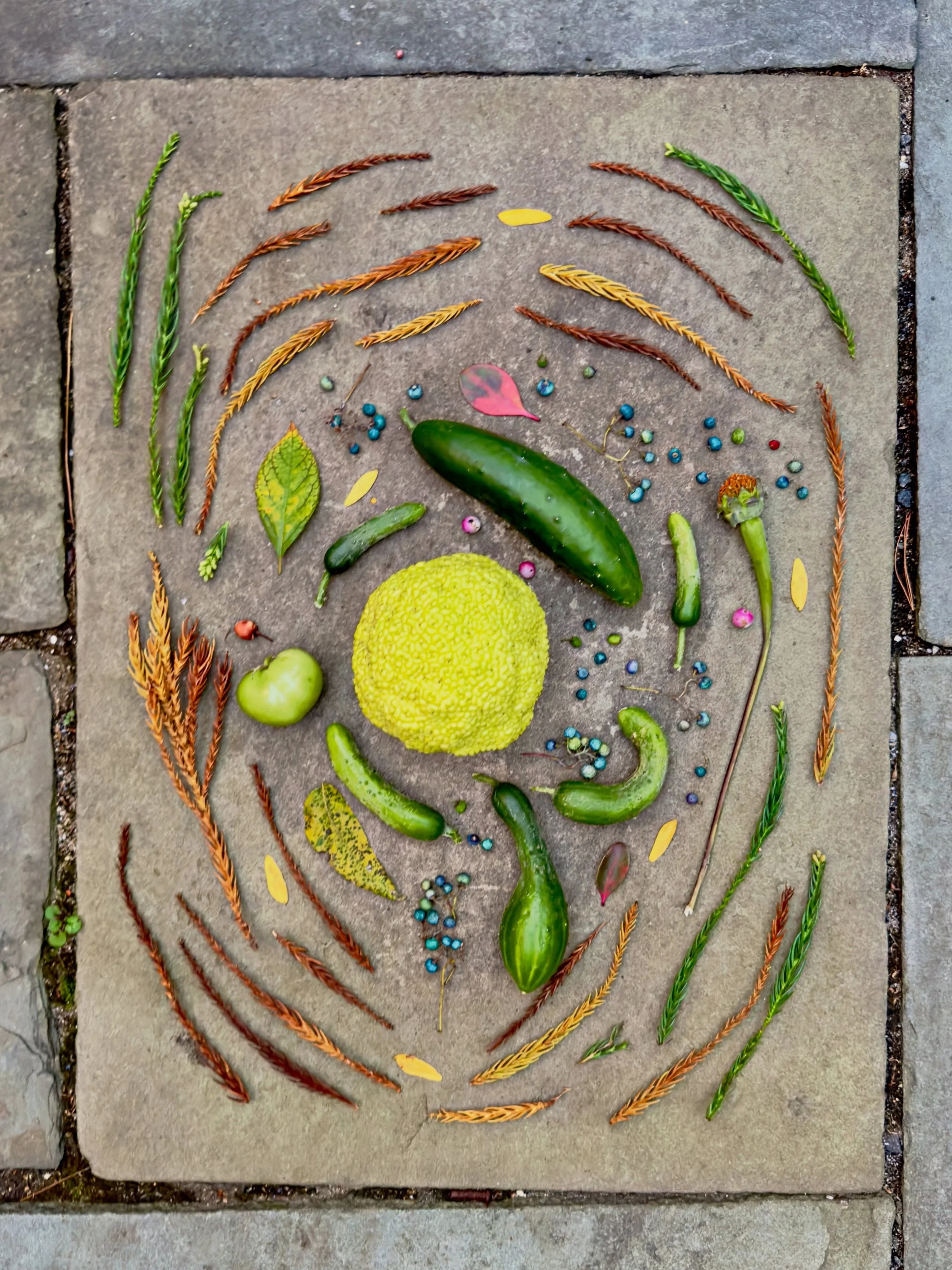 Five variations on a theme. #dogwalkdiarynyc #artandnature #japanesecedar #osageorange #homegrowncucumbers