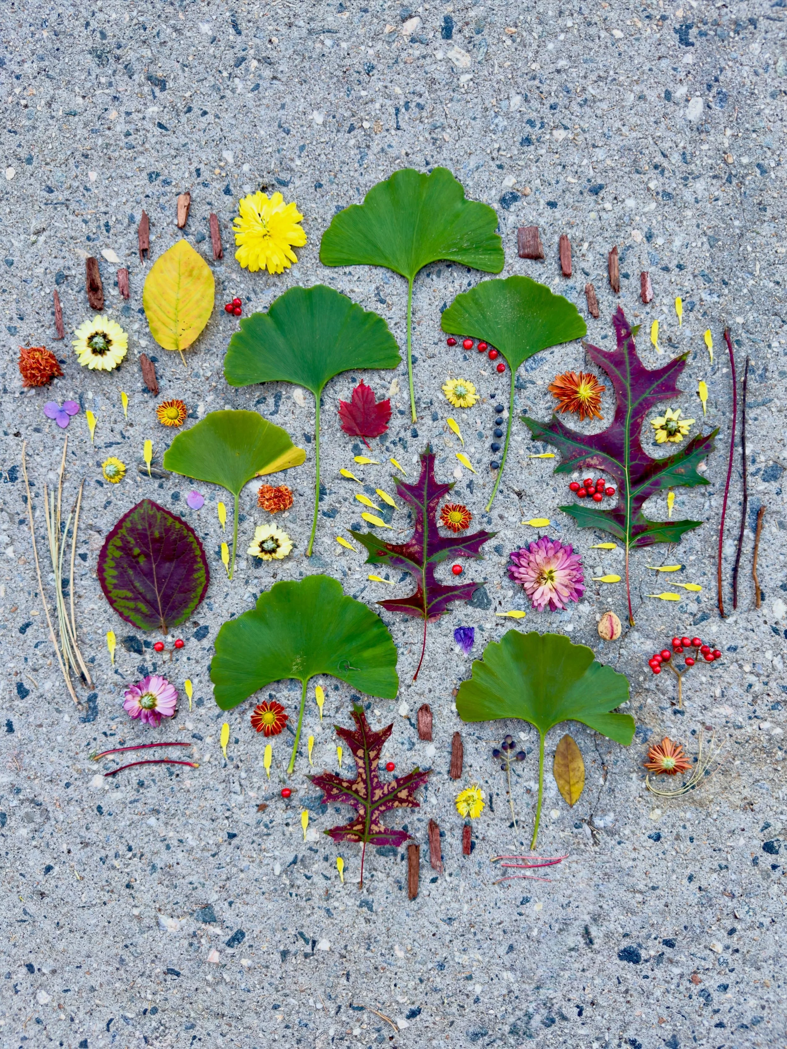 Mums with my Mum&mdash;and, yes, some XL gingkos. #dogwalkdiarynyc #cambridgema #streetart #botanicalcollage #inspiredbynature_