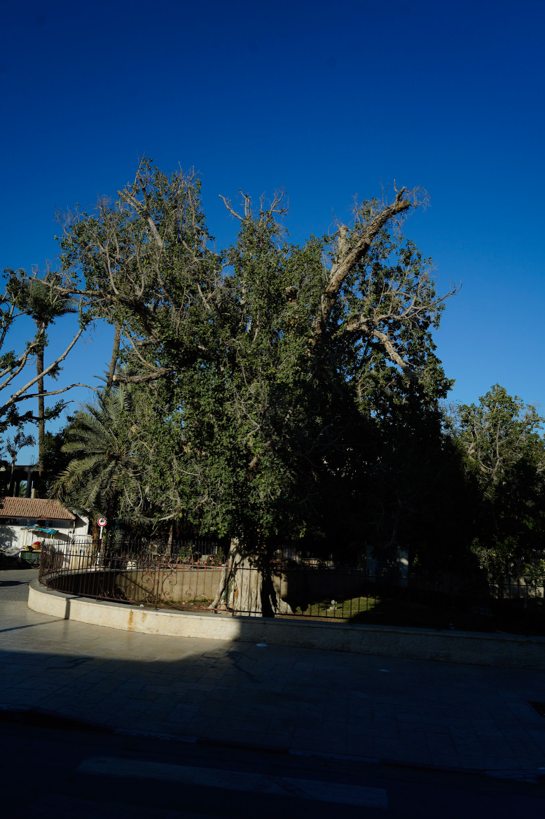 Screen Shot 2023-03-12 at 6.39.14 AM.png