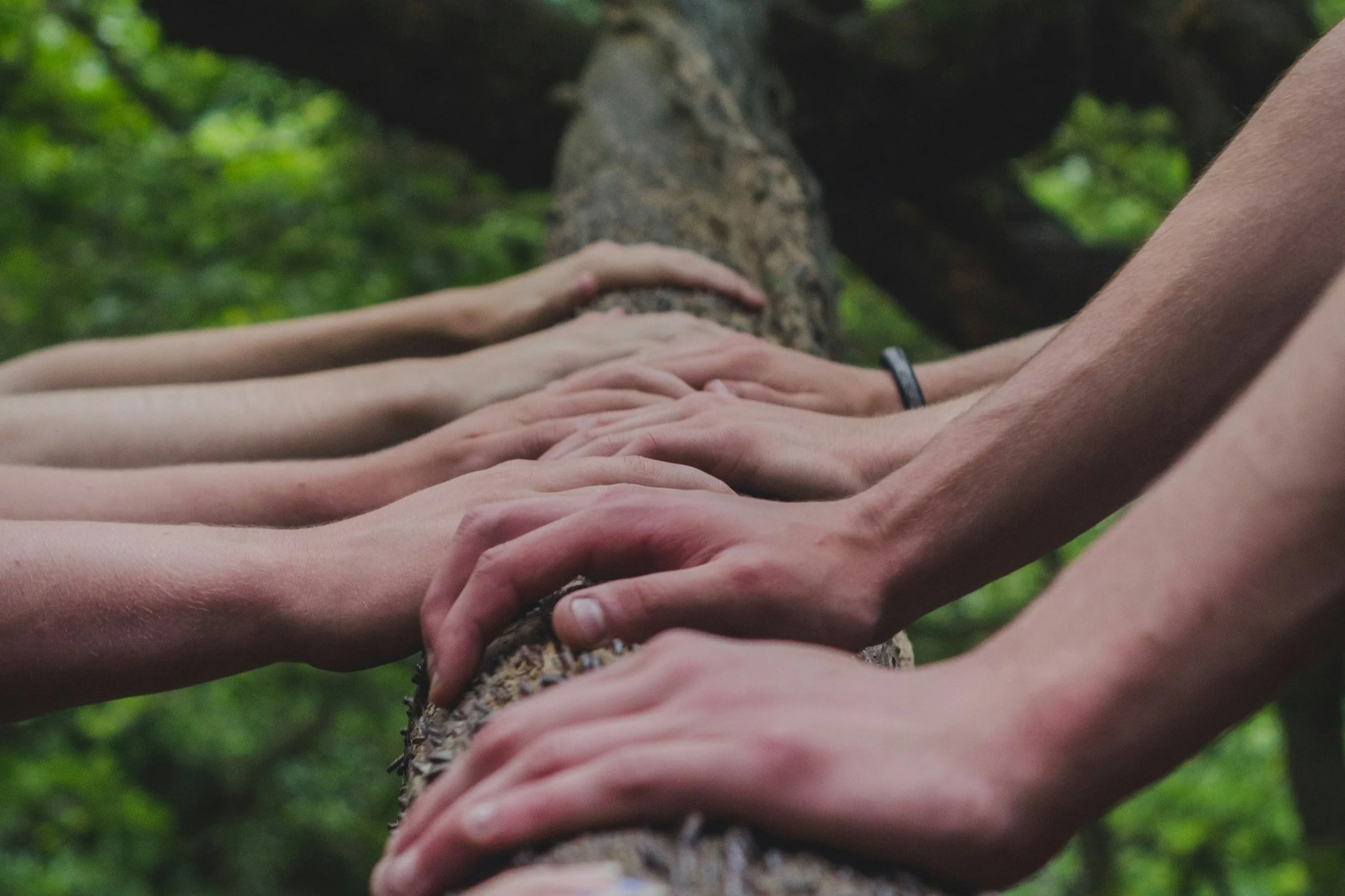 Multiple hands touching a tree chunk