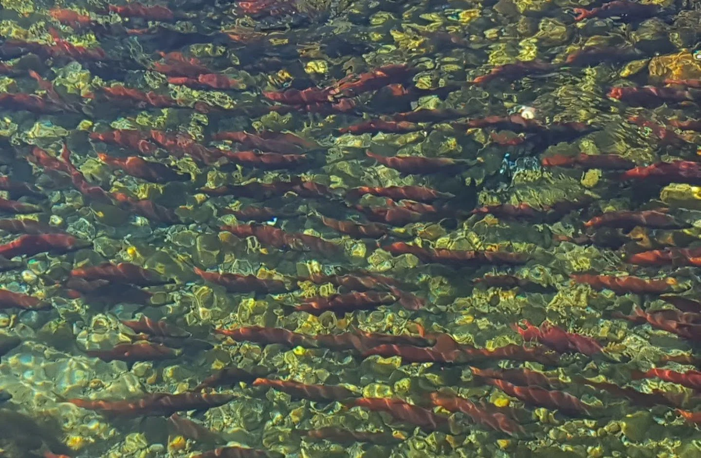 Fish swimming under clear, shiny water