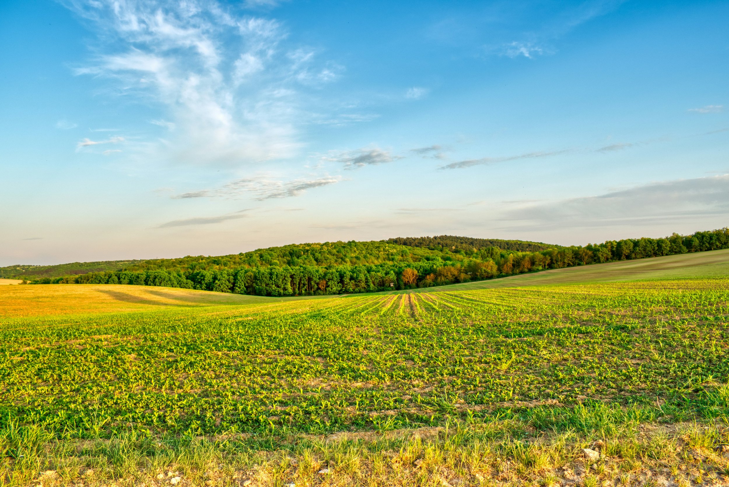 Cropland Use and Biodiversity: A Global Perspective