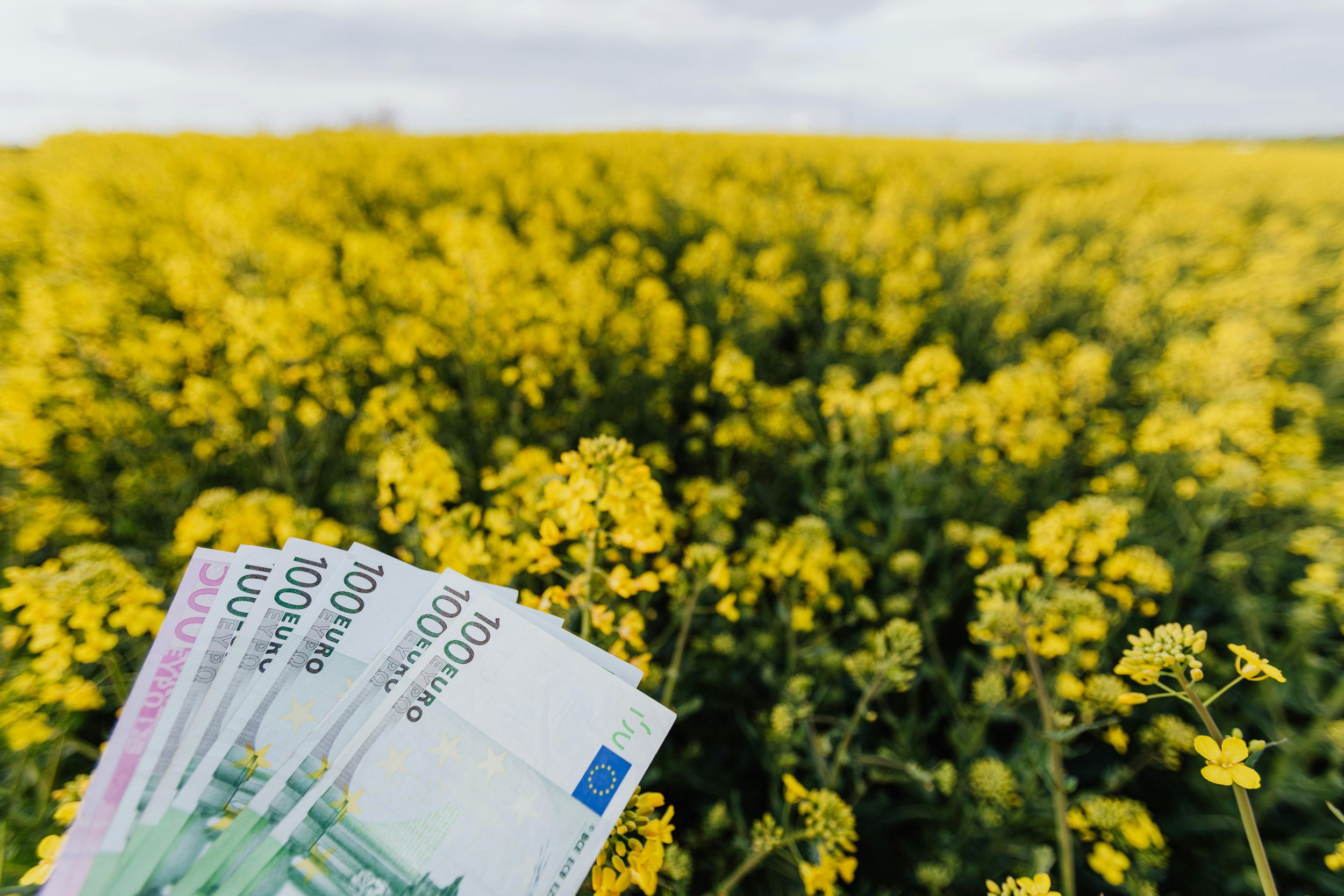 Understanding Biodiversity Finance Governance