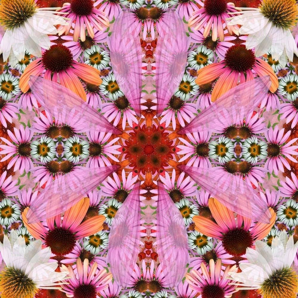 CONEFLOWER ESSENCE copy.jpg