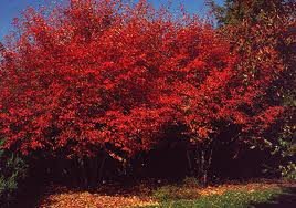 Autumn+Brilliance+Serviceberry.jpg