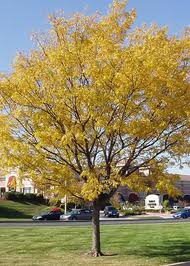 Skyline+Honeylocust.jpg