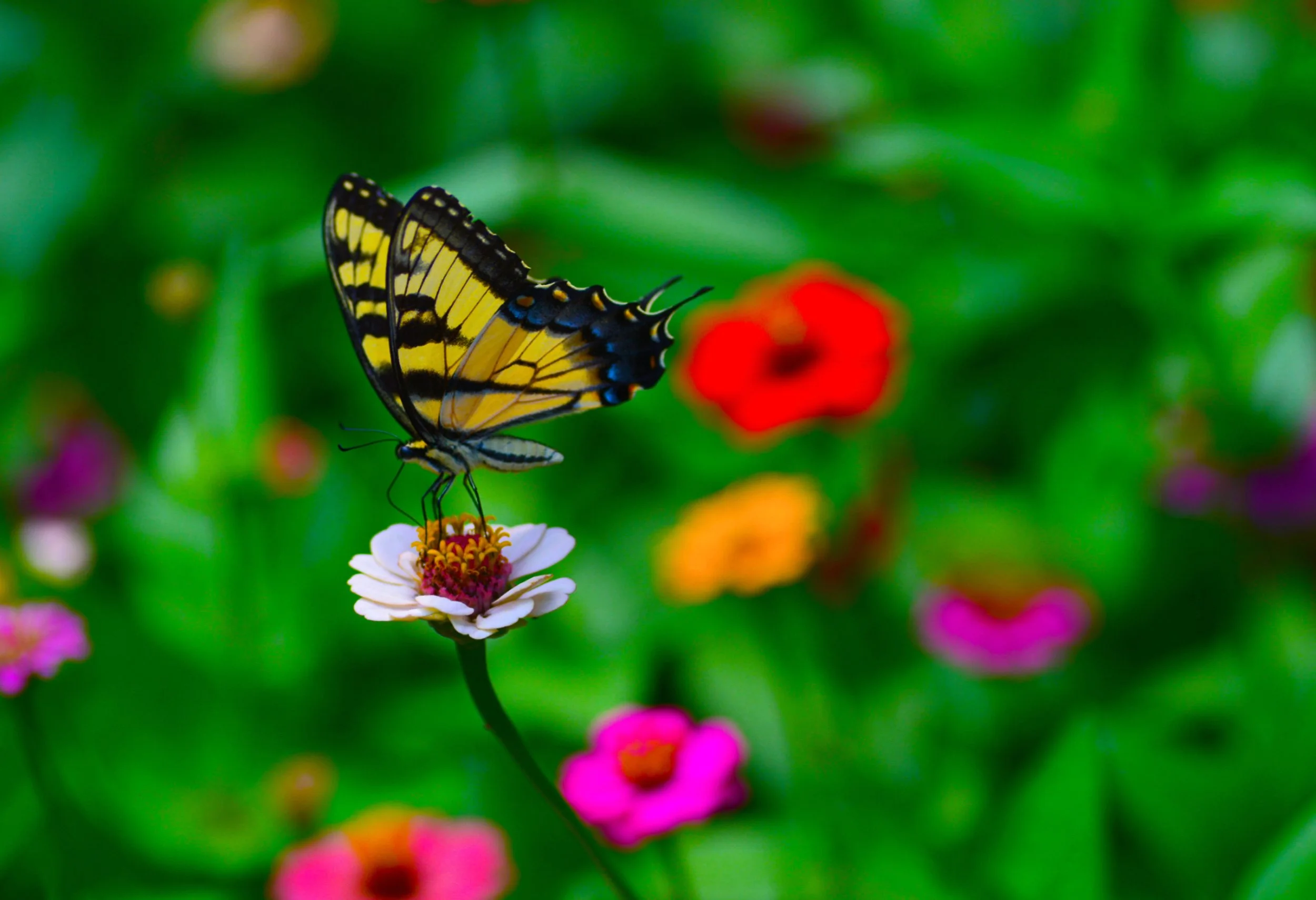 Frank McCann | GIANT YELLOW SWALLOW TAIL | photograph | $300.00
