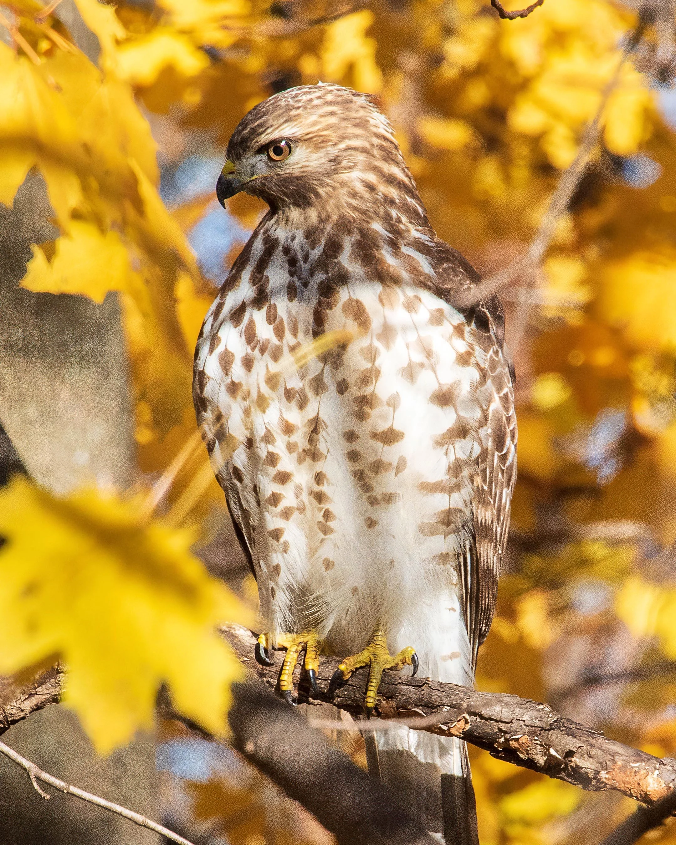 Rick Prieur |
Cooper Hawk |
Photograph |
100.00 |