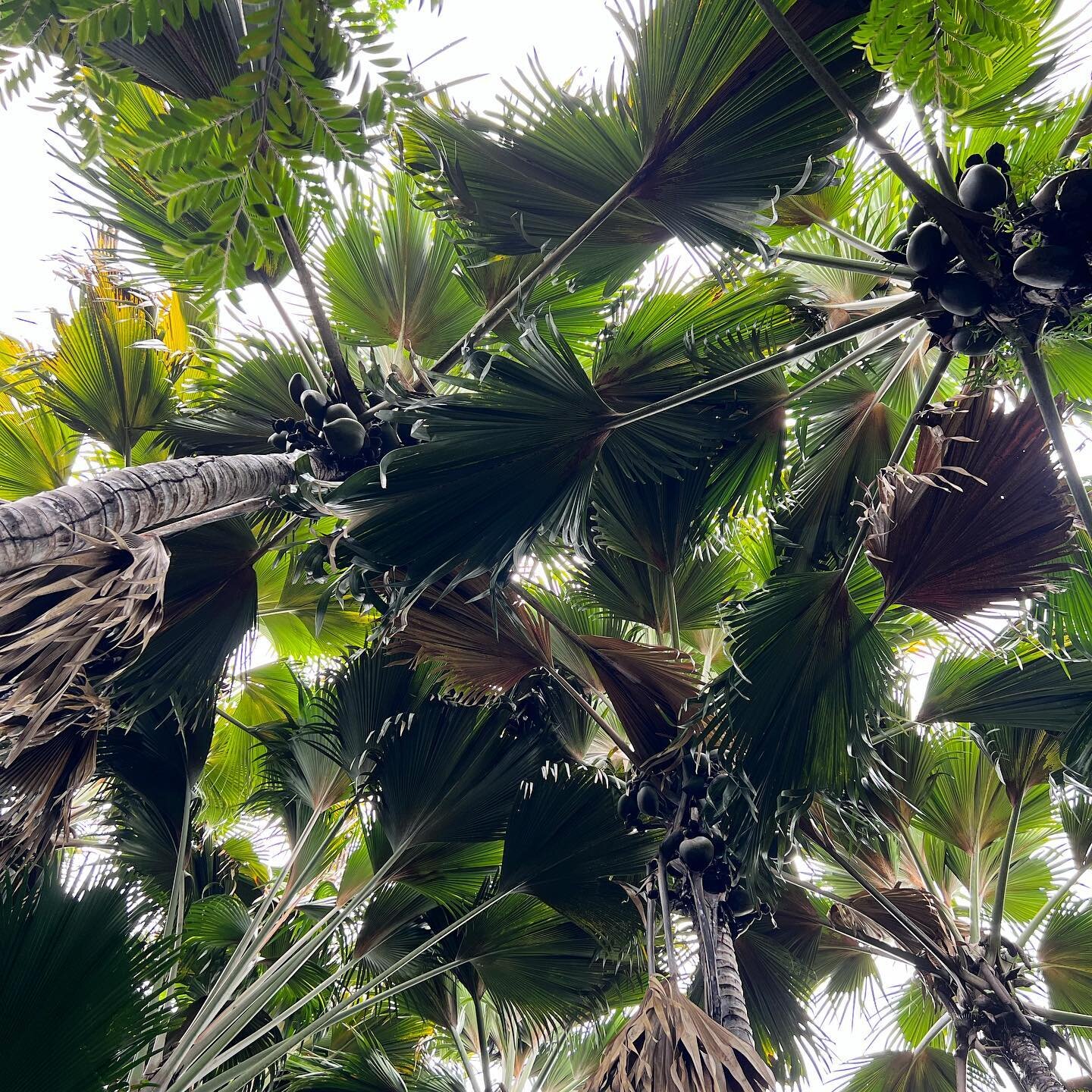 Look up! Coco de mer palms at Fond Ferdinand nature reserve

#seychellesislands #visitseychelles #praslinvacation #seychelles #paradise #selfcatering #cotedor #praslin #mahe #beachlife #thisislife #sale #footprintsseychelles #travel #seychellestravel
