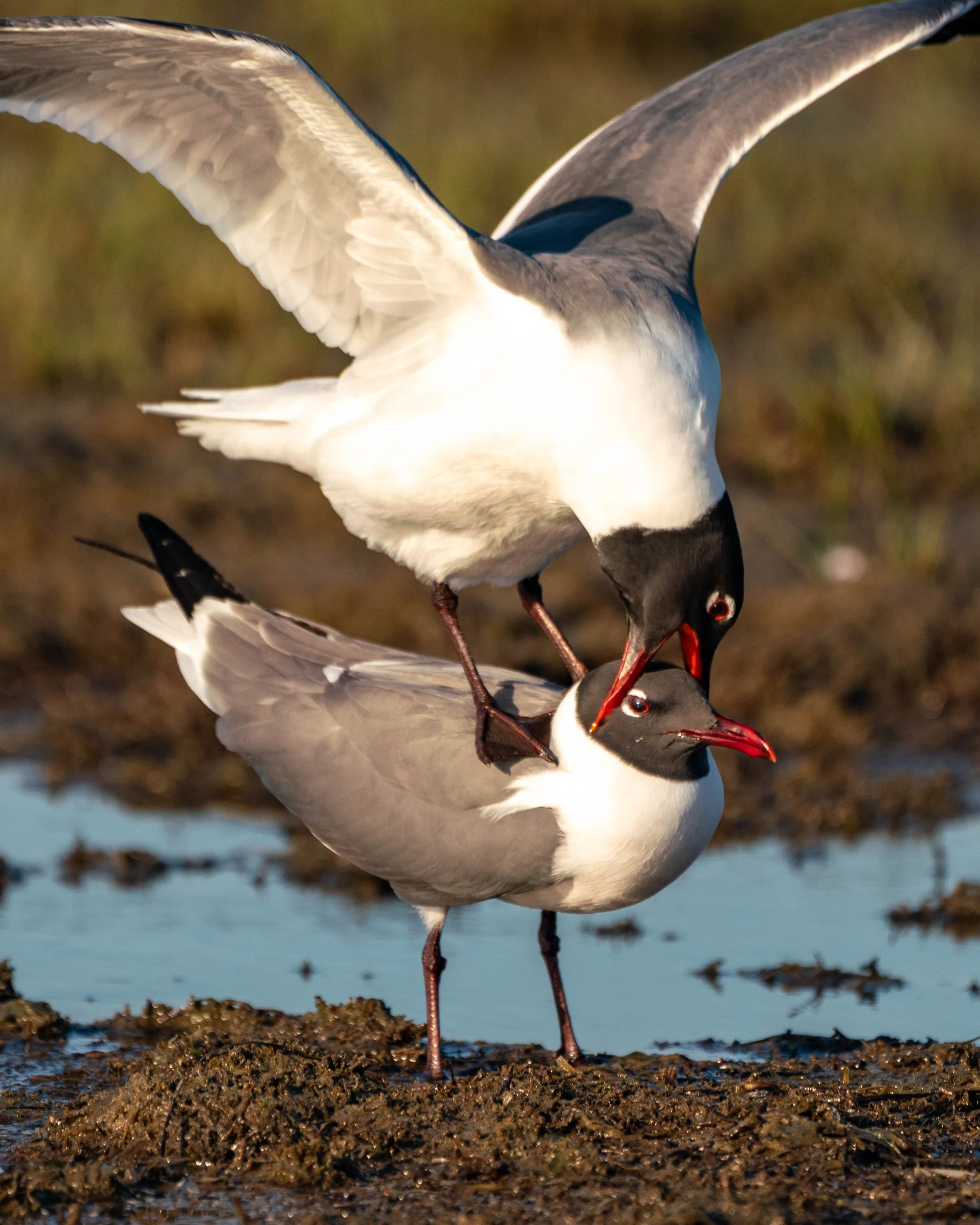 birdbite.jpg