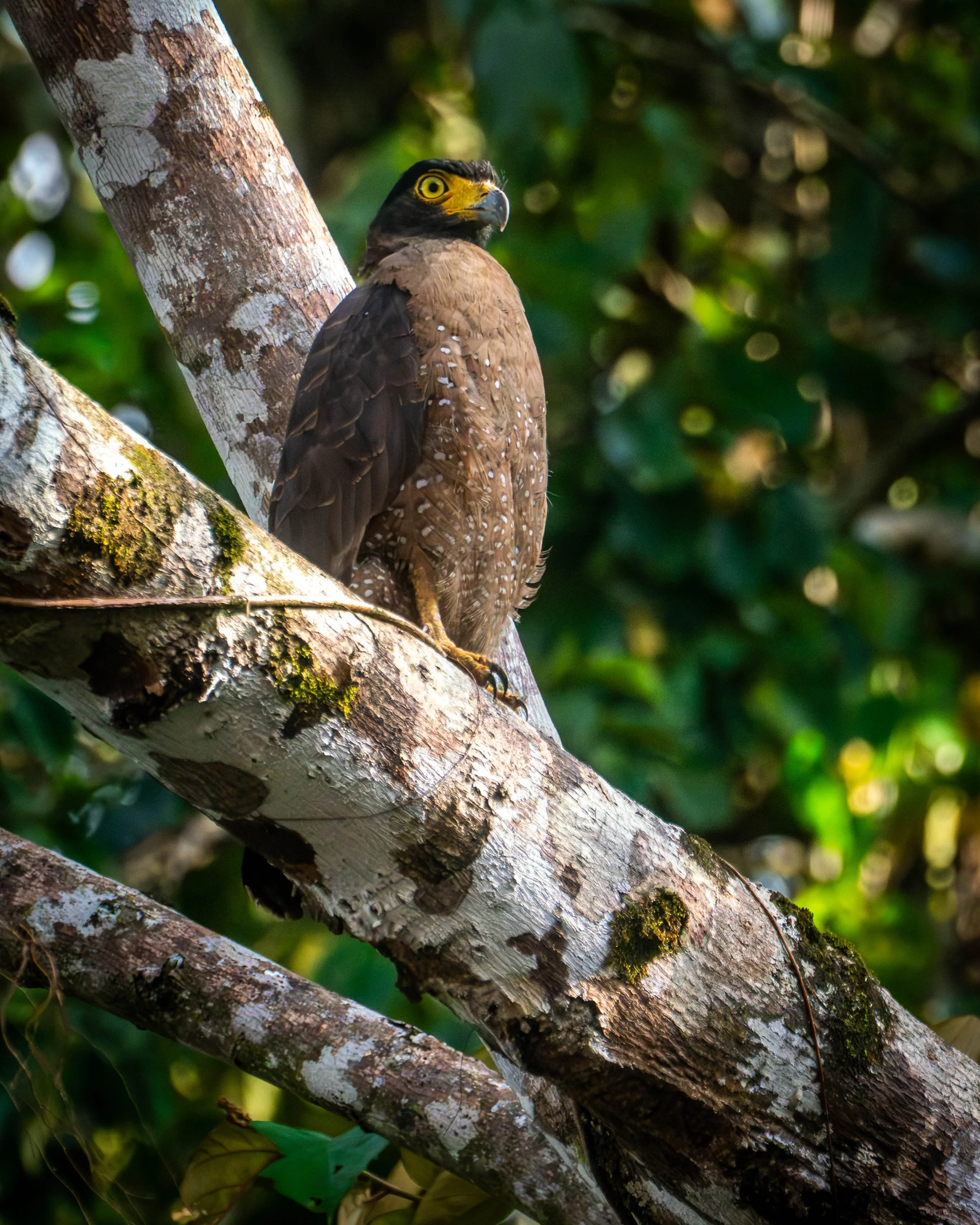 Borneo-Web-071.jpg