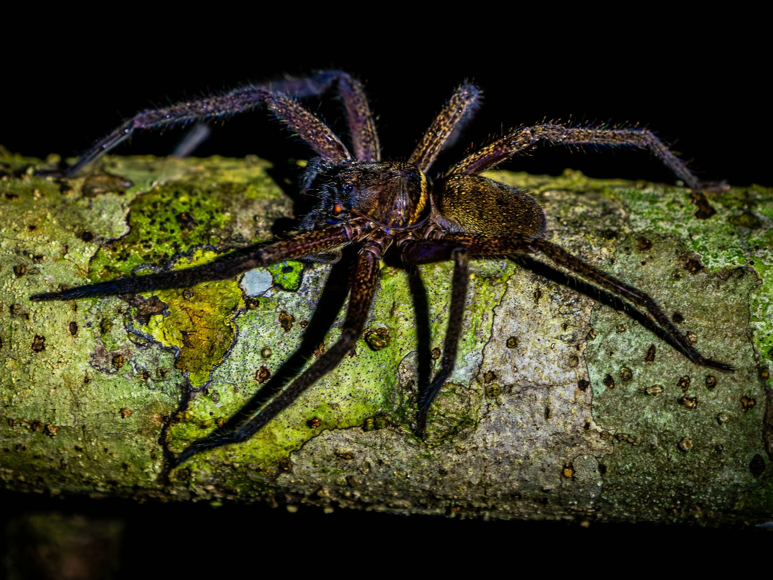 Borneo-Web-025.jpg