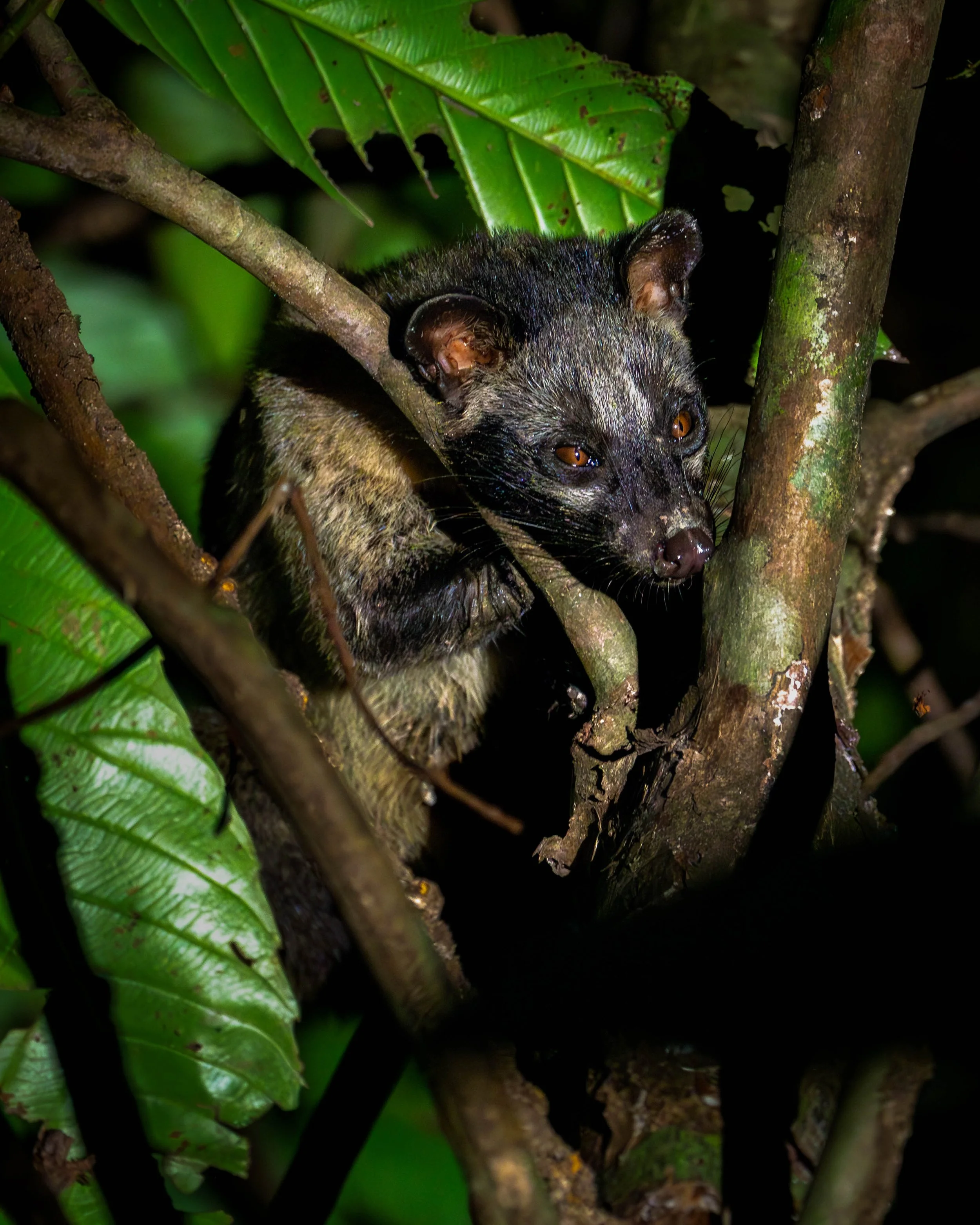 Borneo-Web-064.jpg