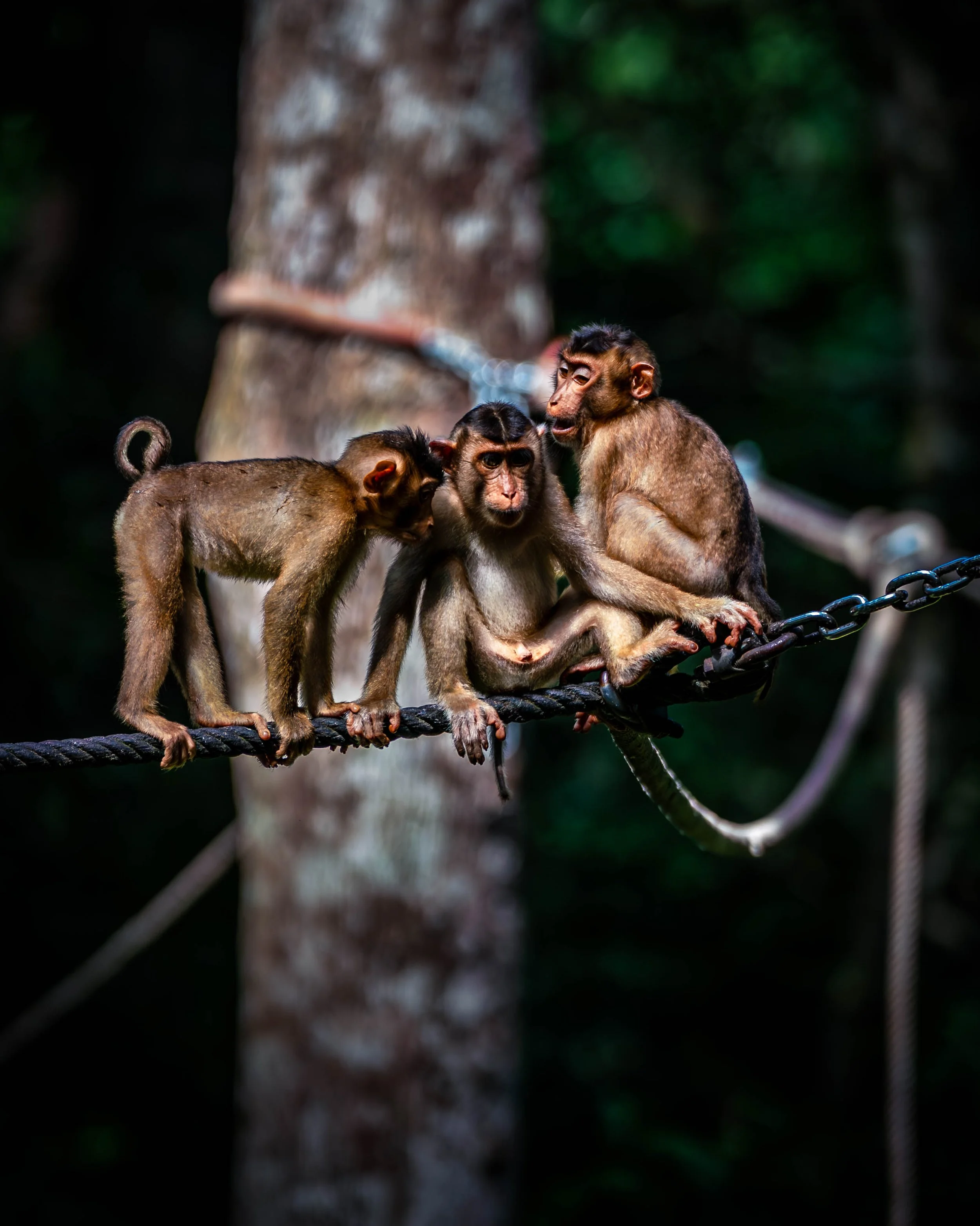Borneo-Web-078.jpg