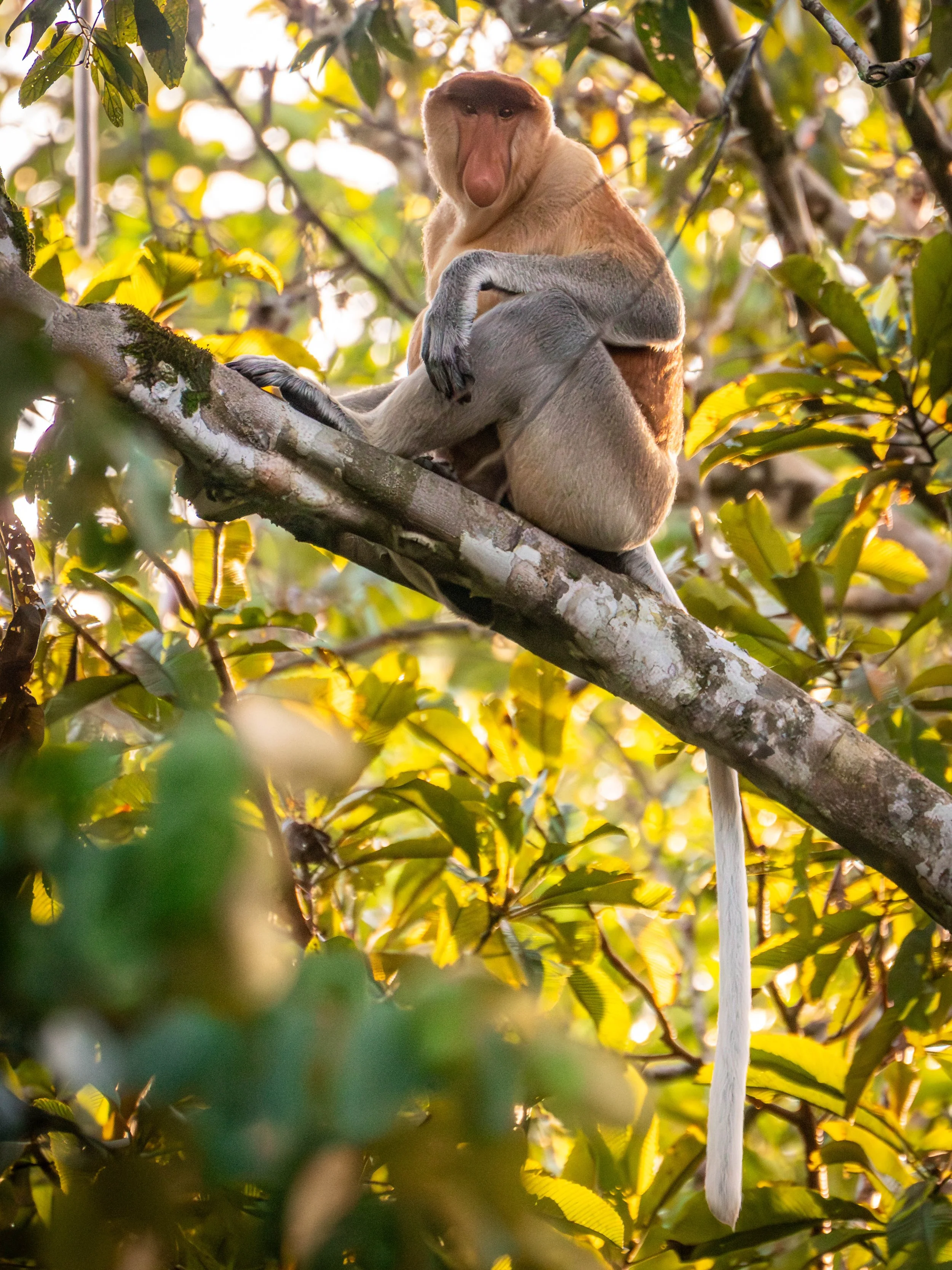 Borneo-Web-059.jpg
