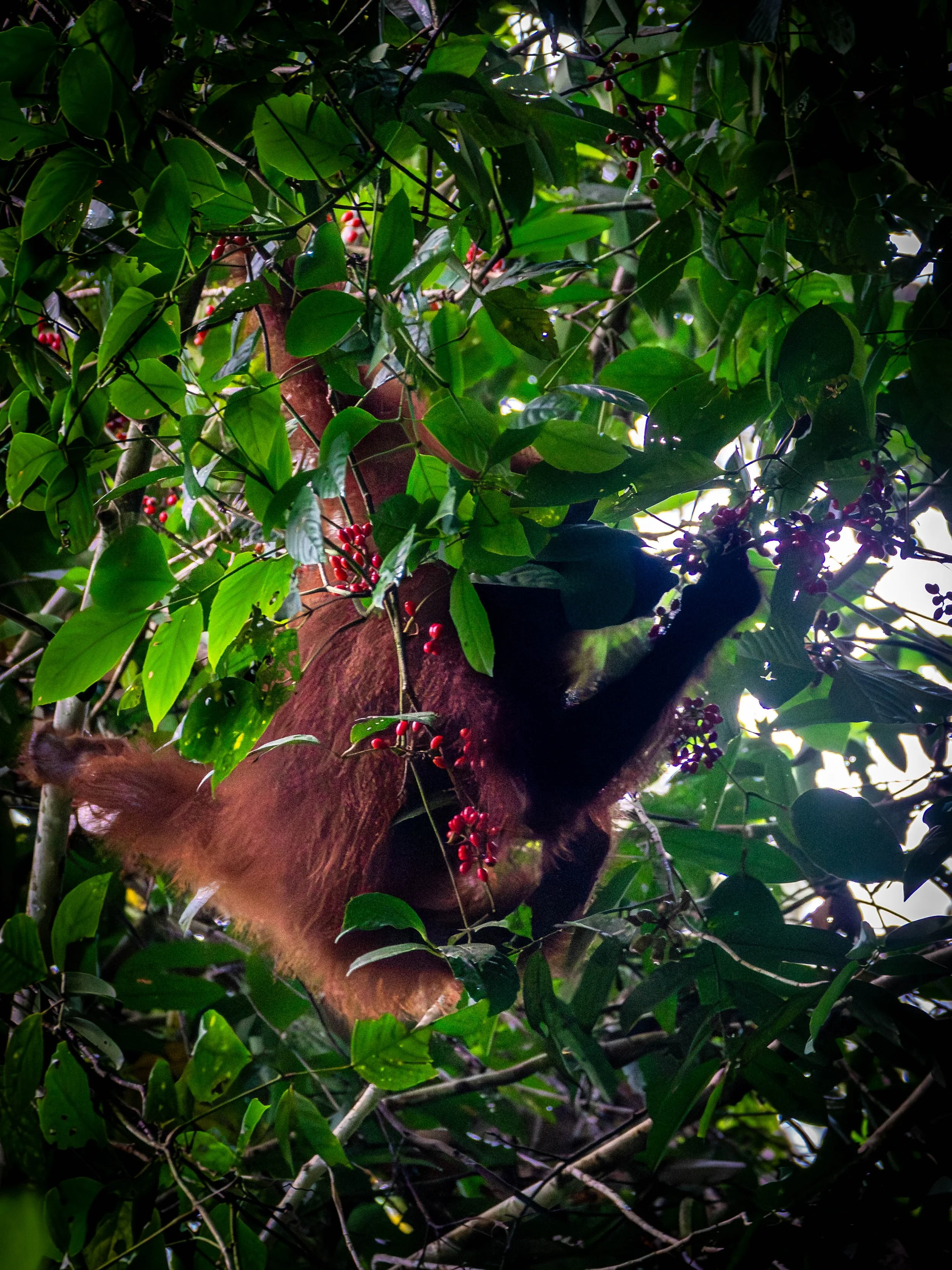 Borneo-Web-023.jpg