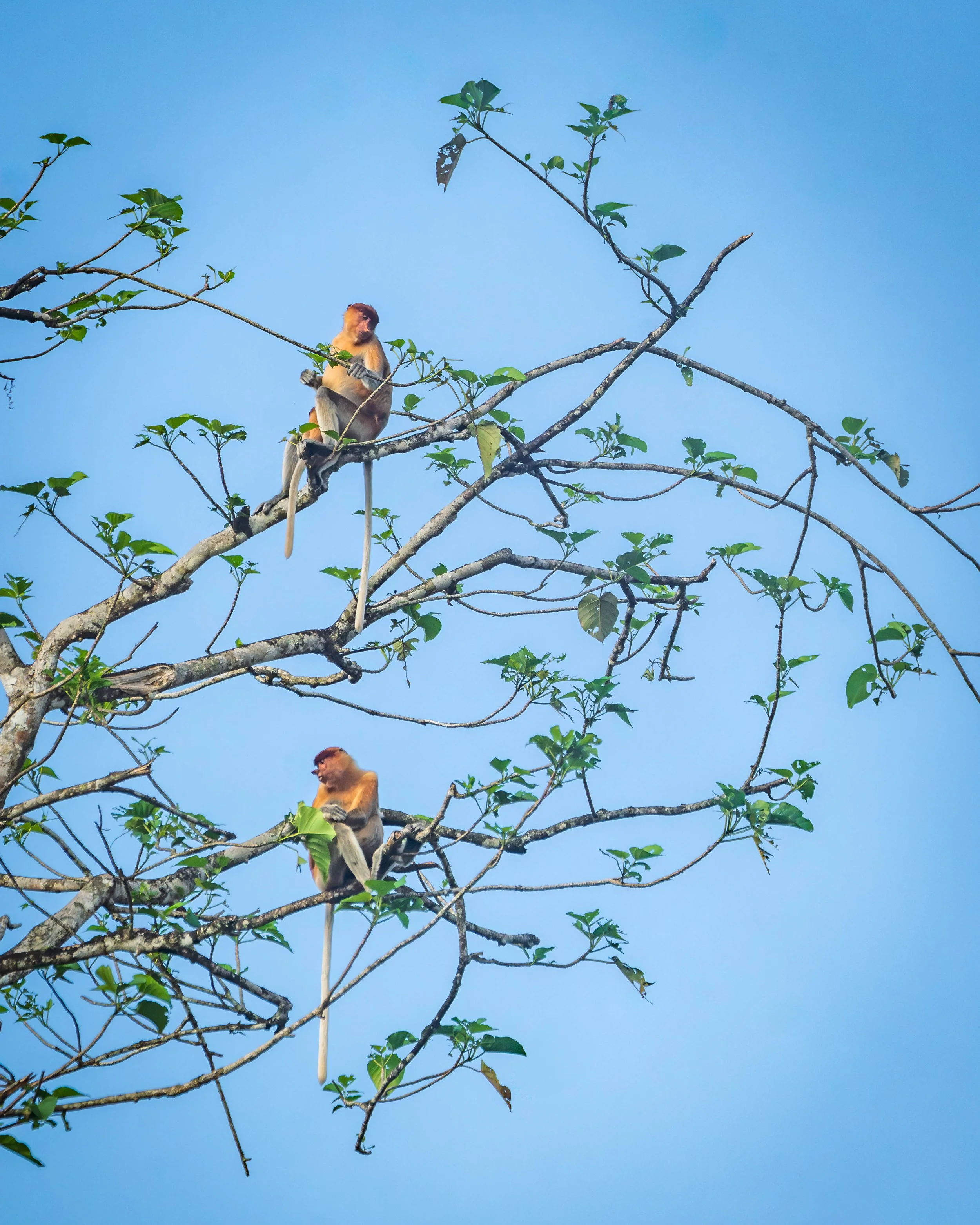 Borneo-Web-072.jpg