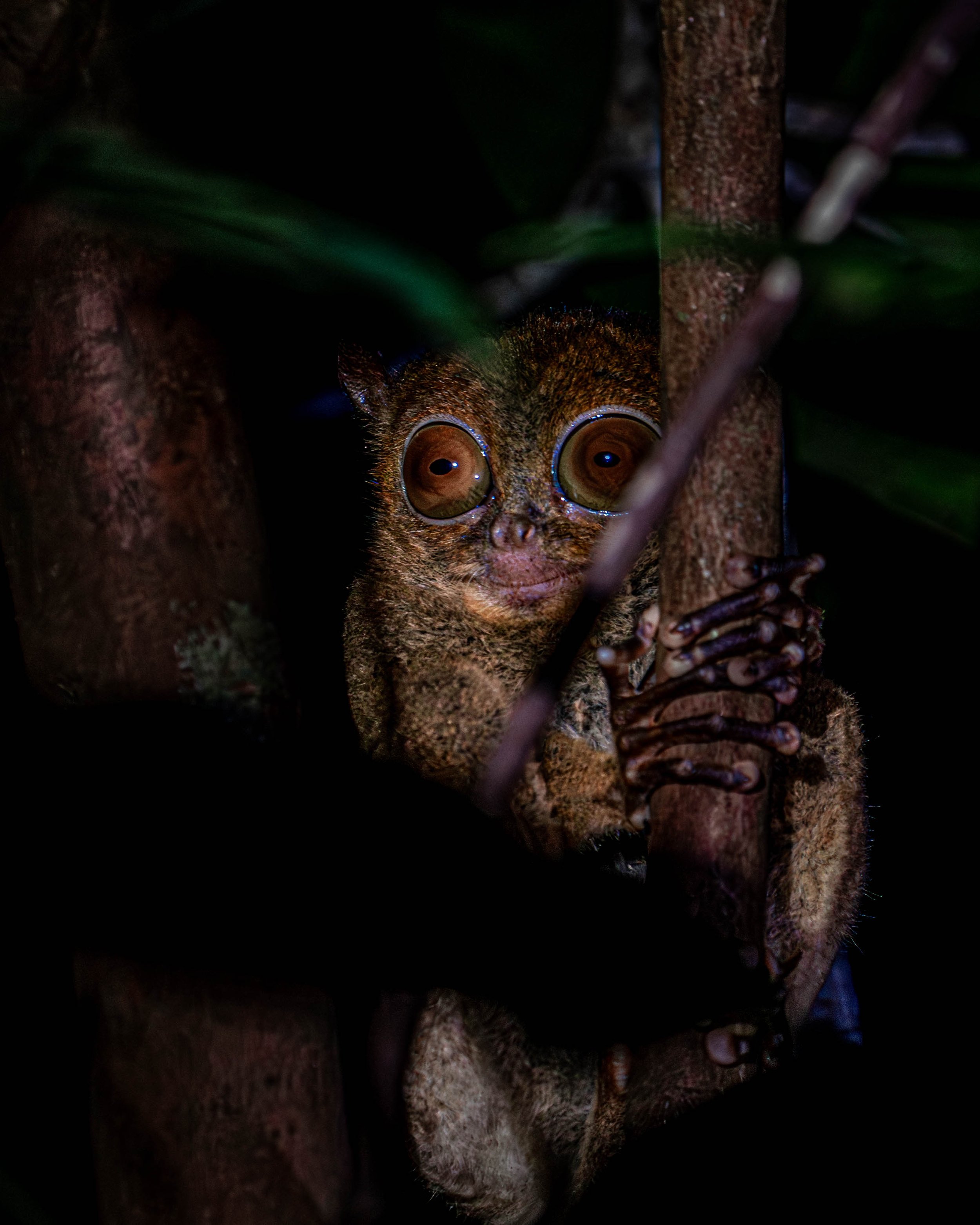 Borneo-Web-0104.jpg
