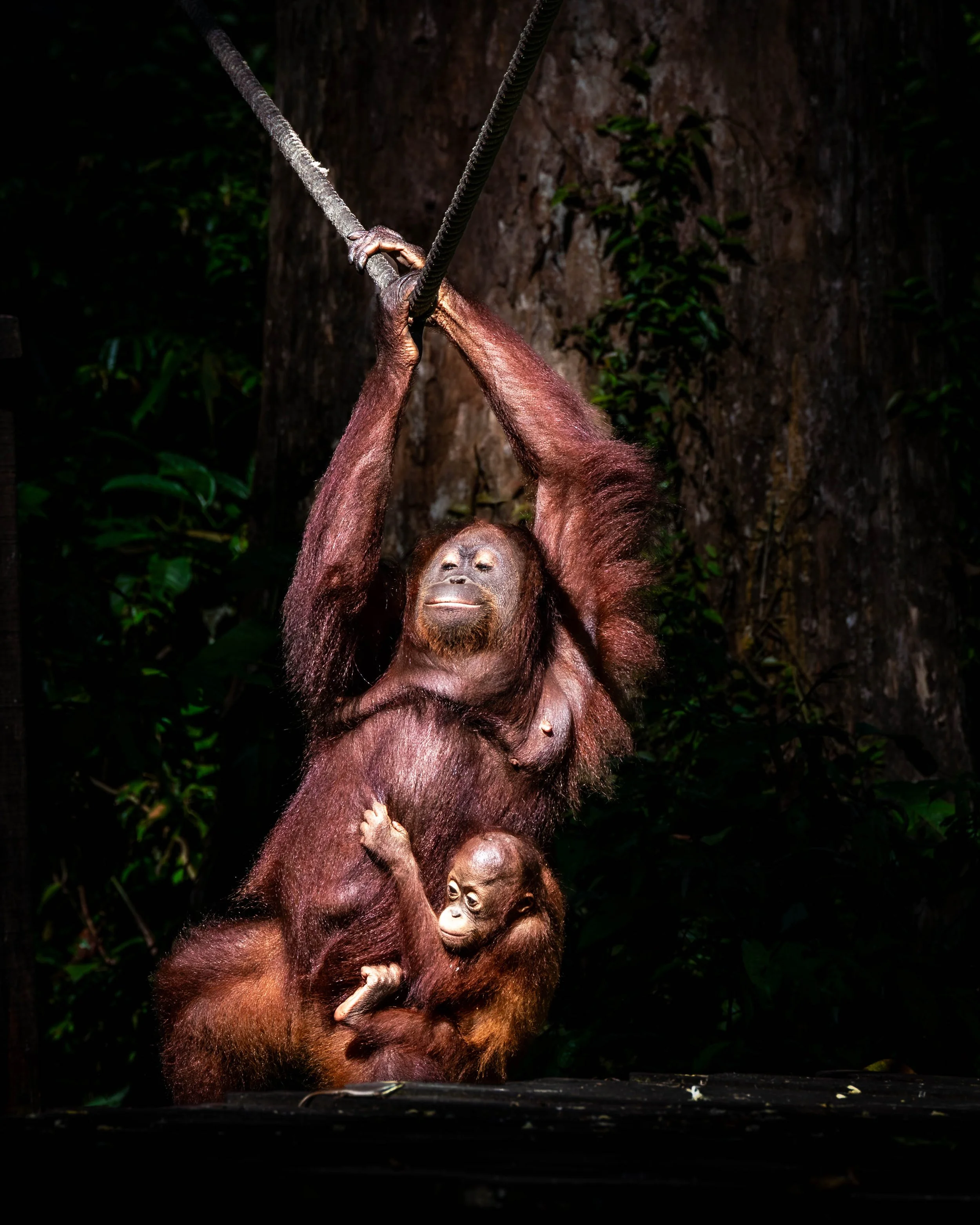 Borneo-Web-079.jpg