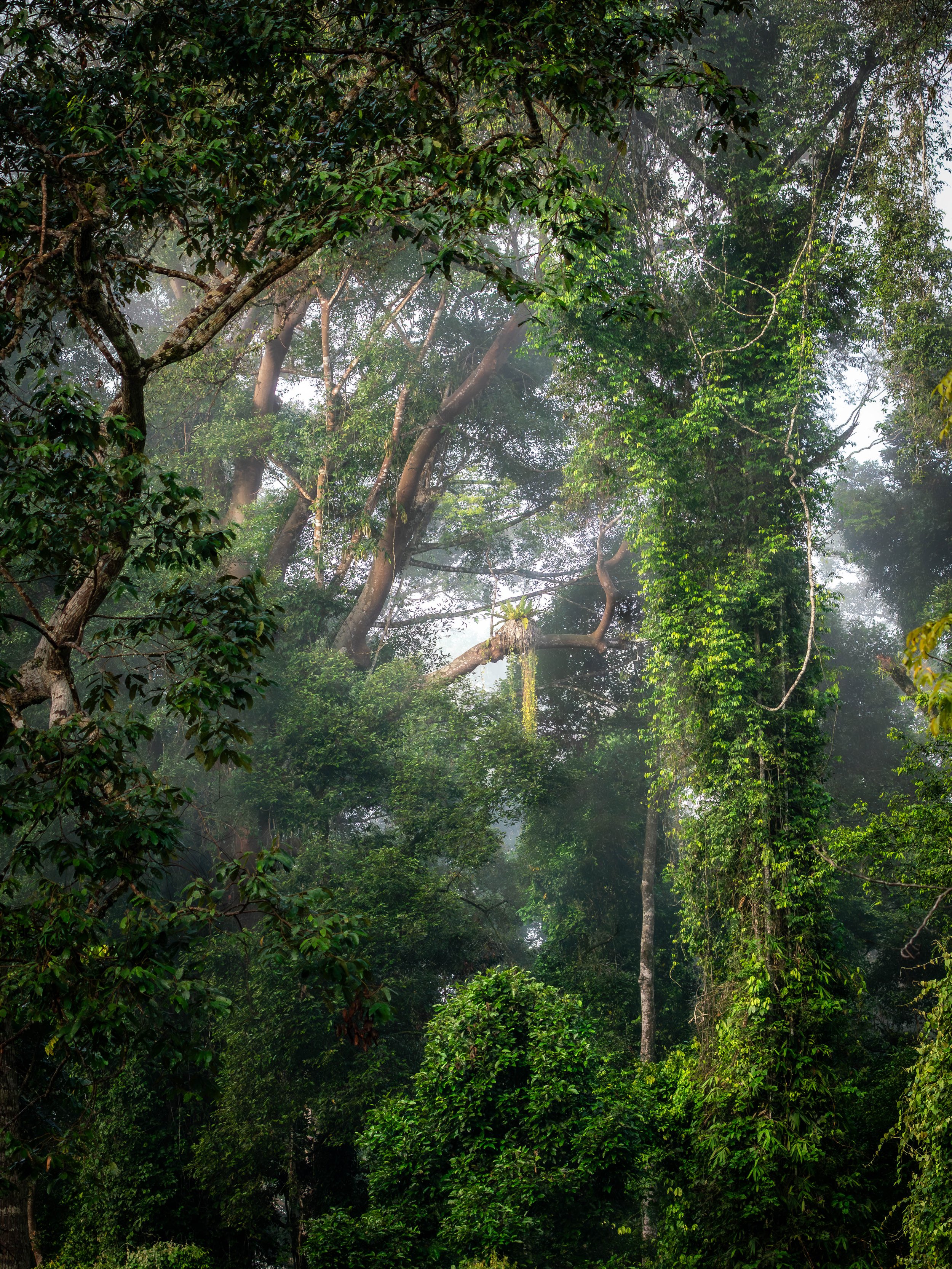 Borneo-Web-034.jpg