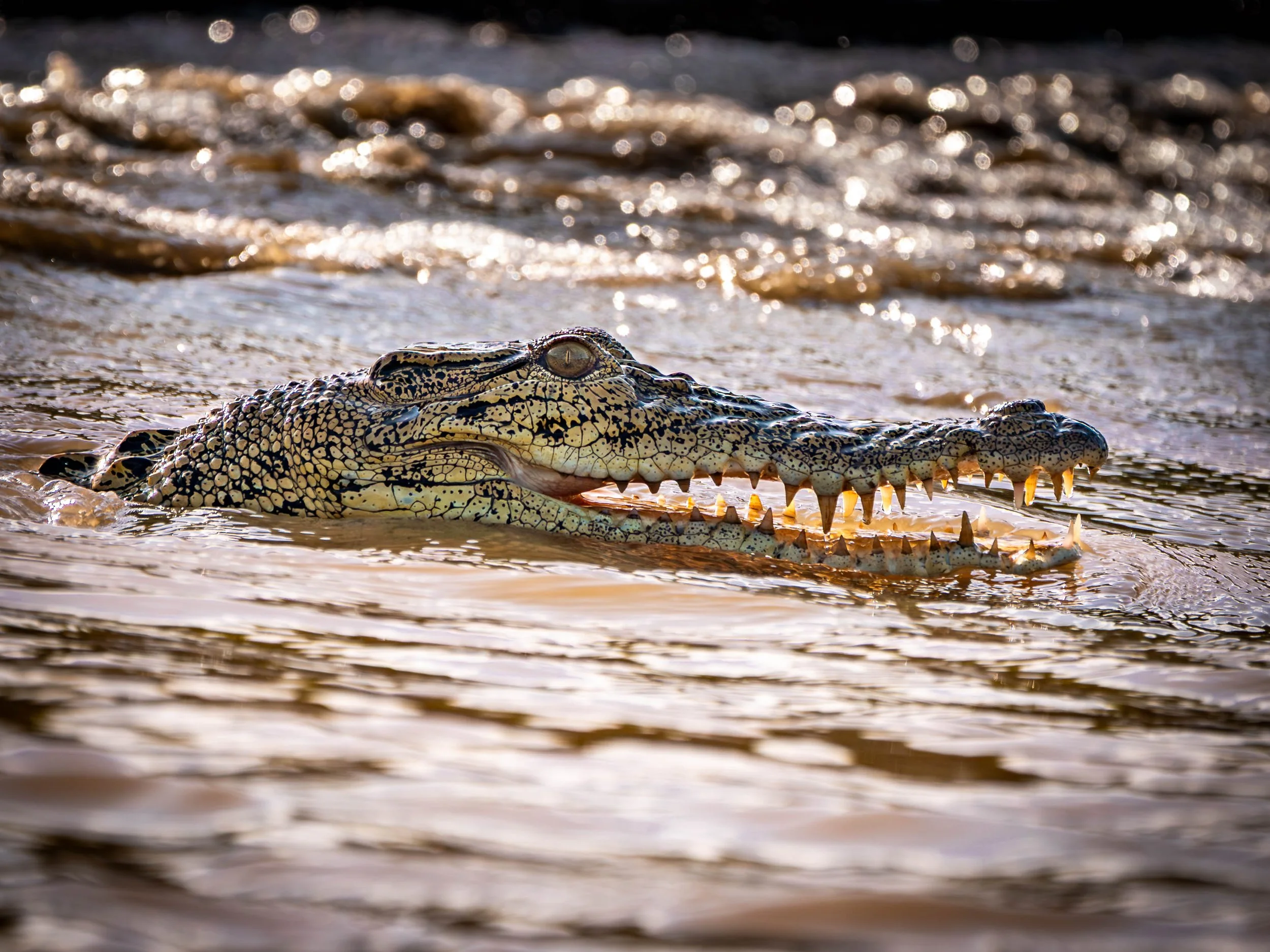 Borneo-Web-057.jpg