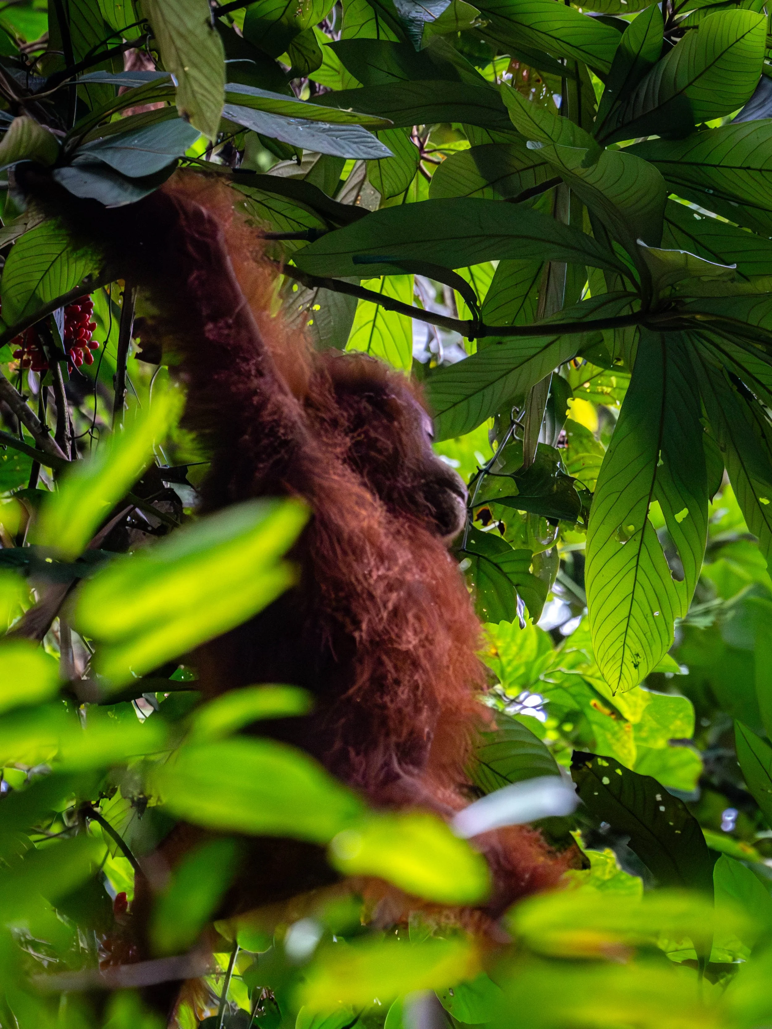 Borneo-Web-022.jpg