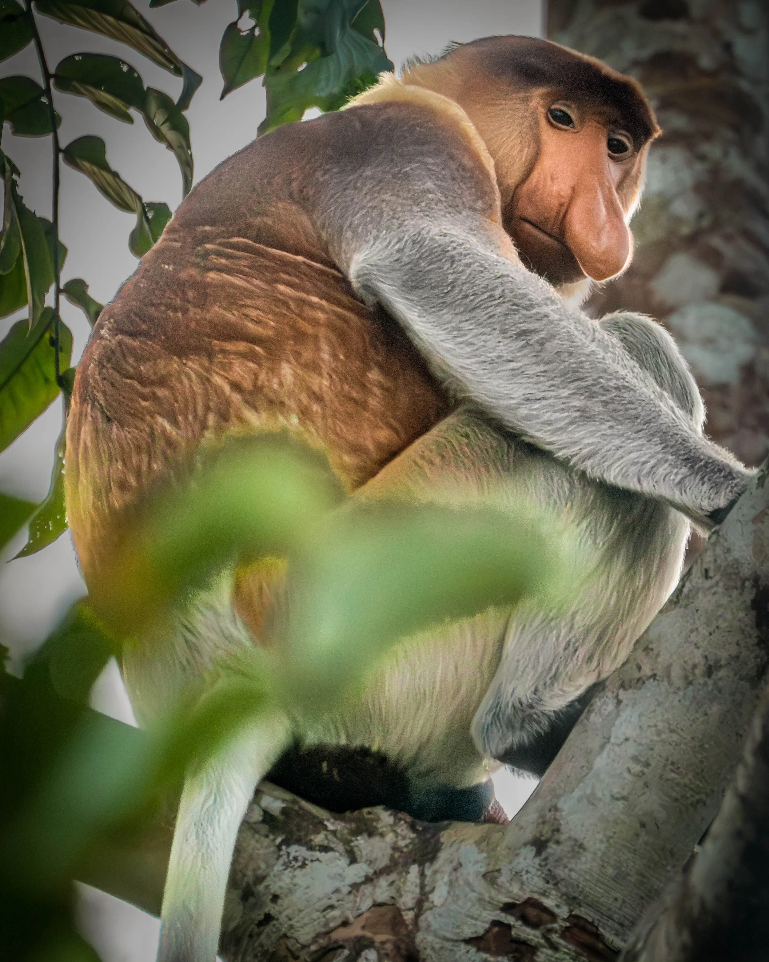 Borneo-Web-062.jpg