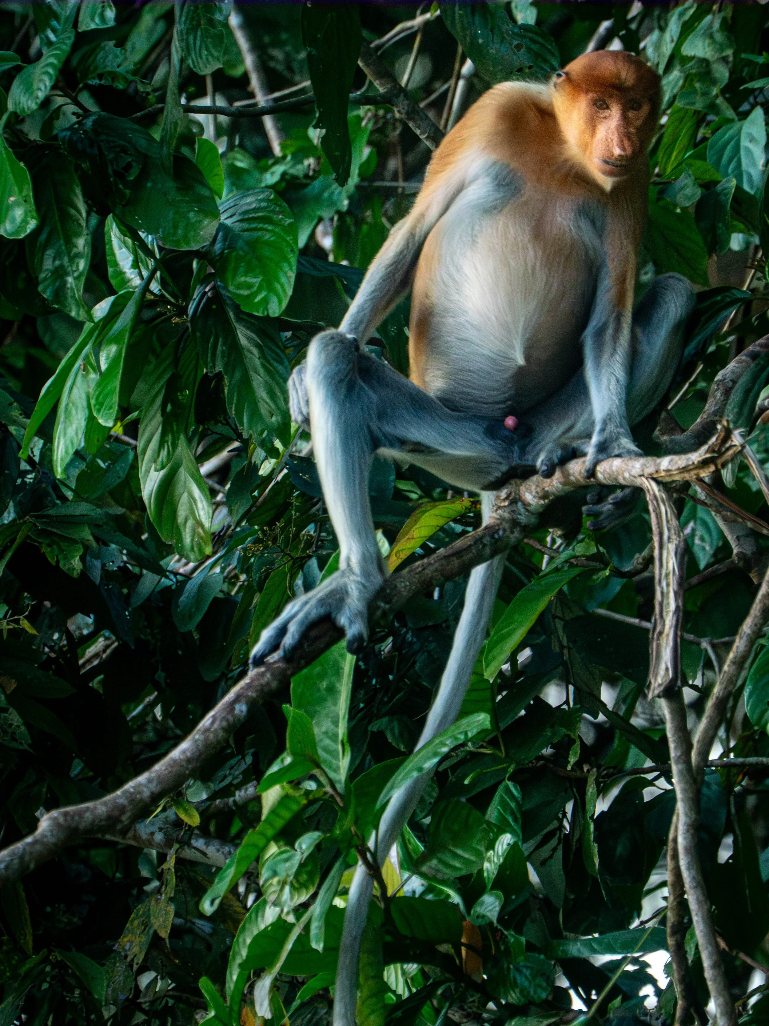 Borneo-Web-074.jpg