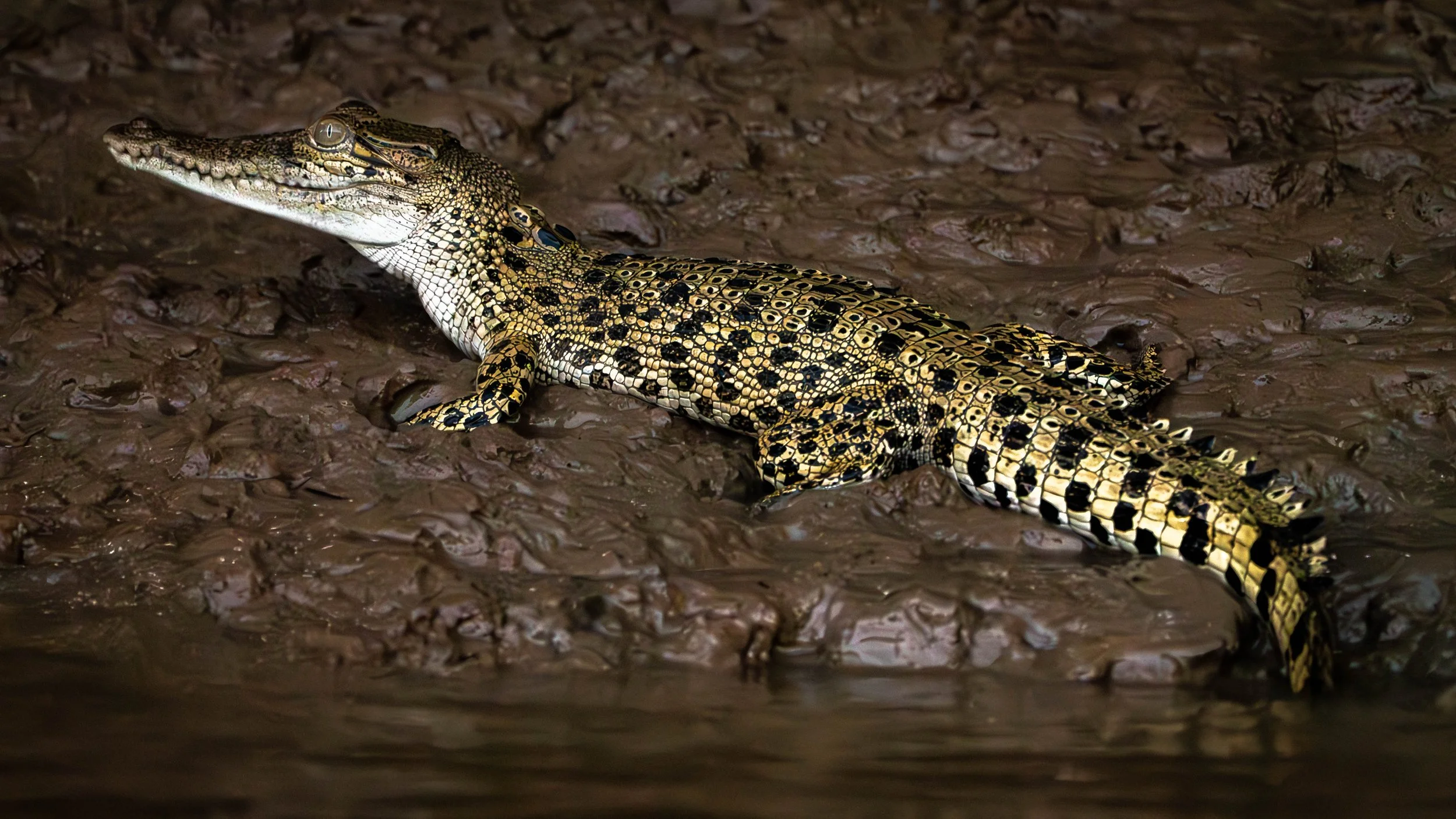 Borneo-Web-066.jpg