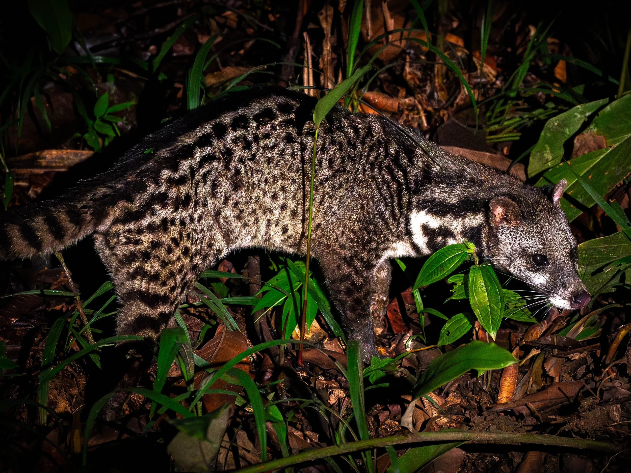 Borneo-Web-021.jpg